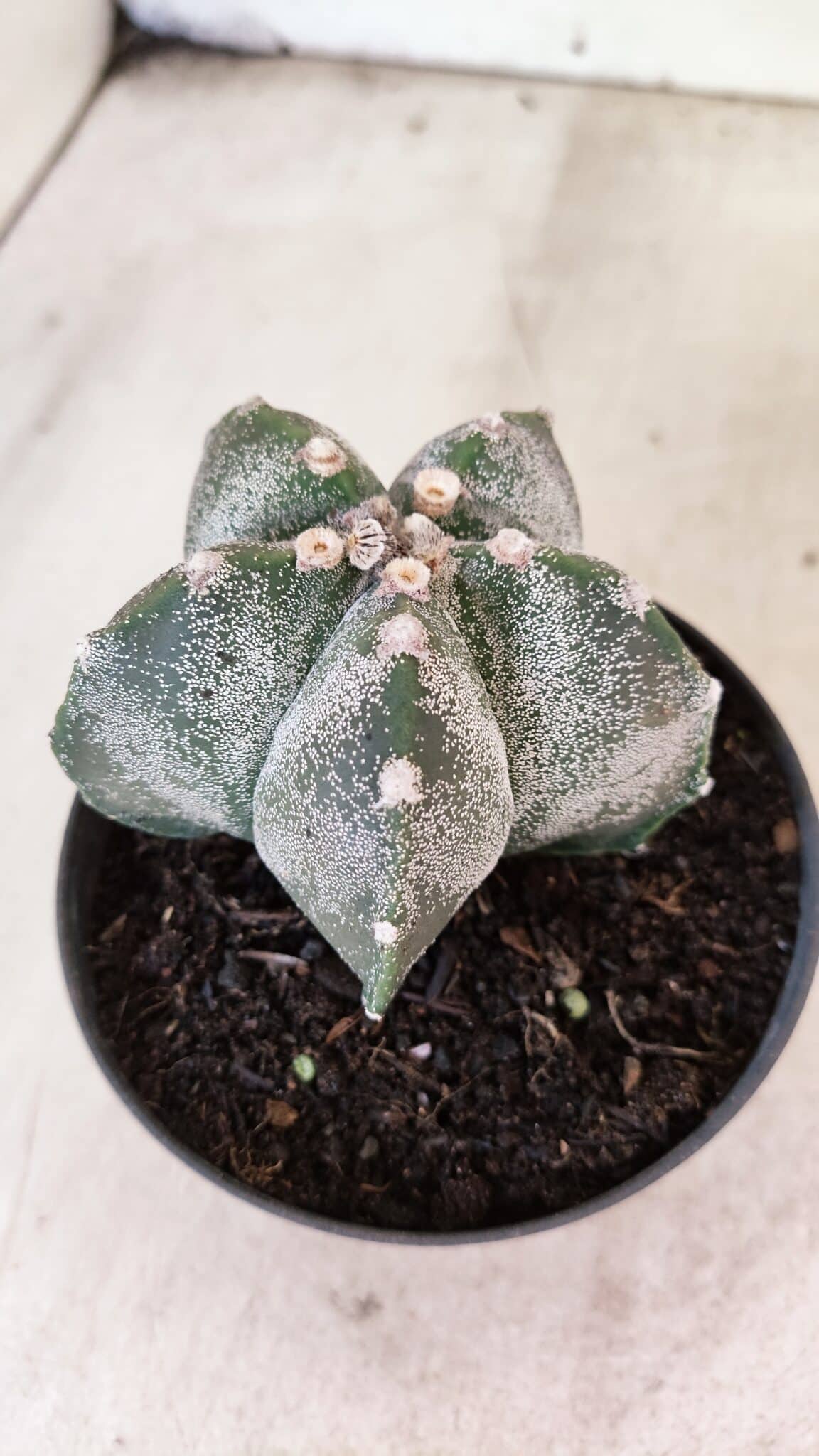 ASTROPHYTUM MYRIOSTIGMA  Nº 1169 – vaso 11 - foto 8