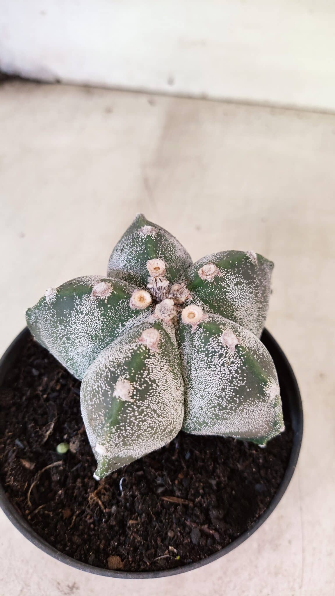 ASTROPHYTUM MYRIOSTIGMA  Nº 1169 – vaso 11 - foto 7
