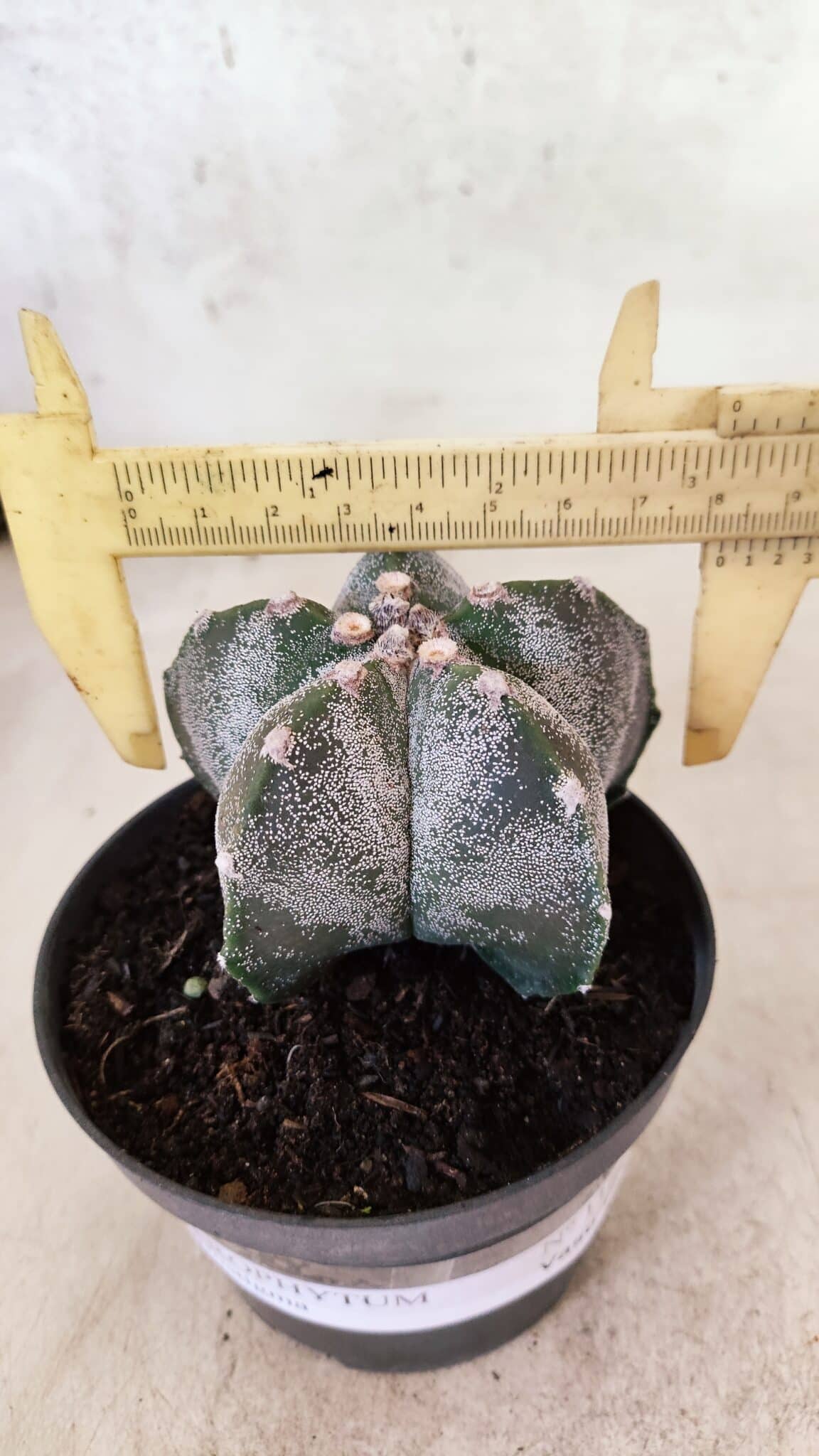 ASTROPHYTUM MYRIOSTIGMA  Nº 1169 – vaso 11 - foto 4