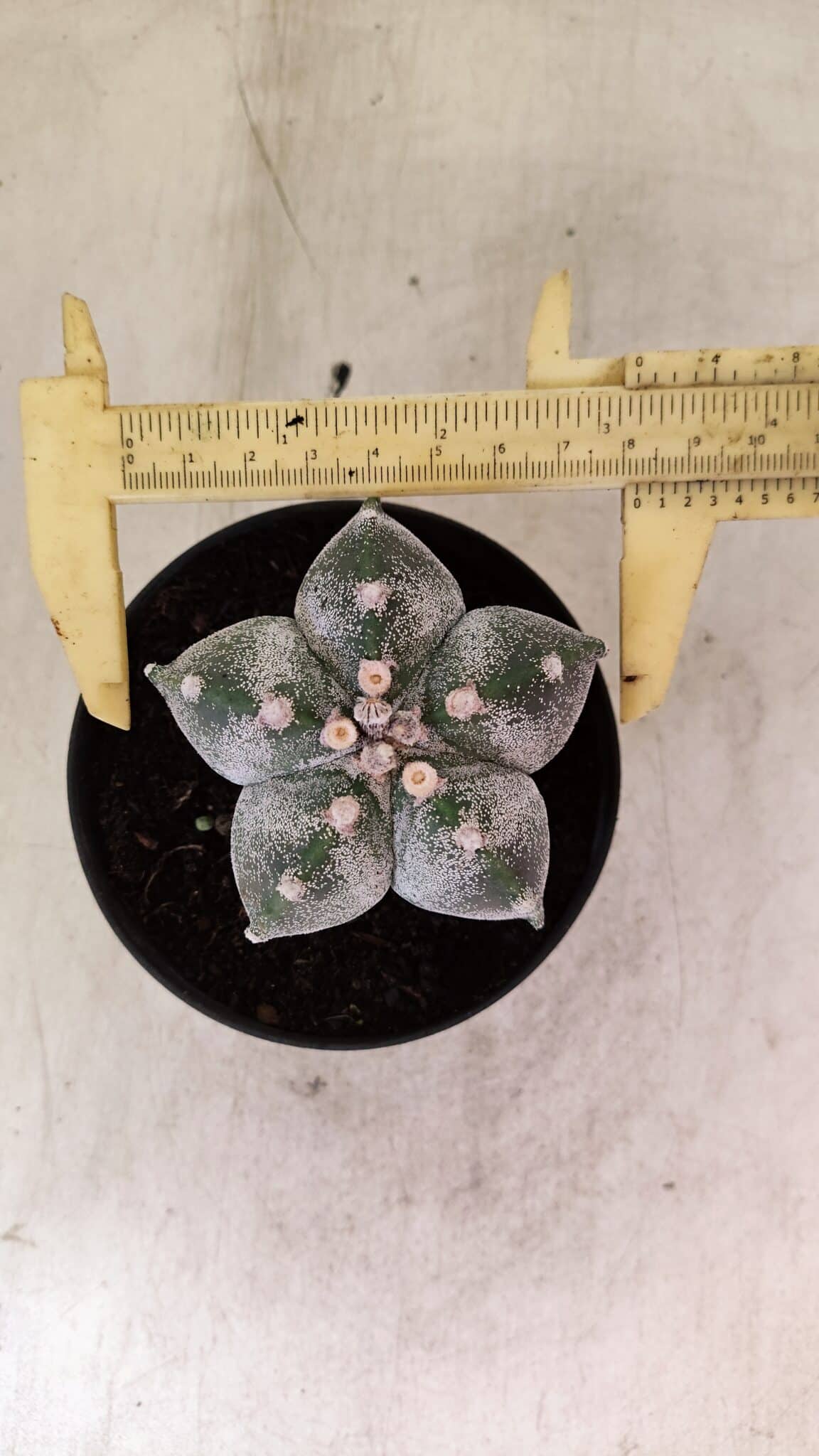 ASTROPHYTUM MYRIOSTIGMA  Nº 1169 – vaso 11 - foto 5