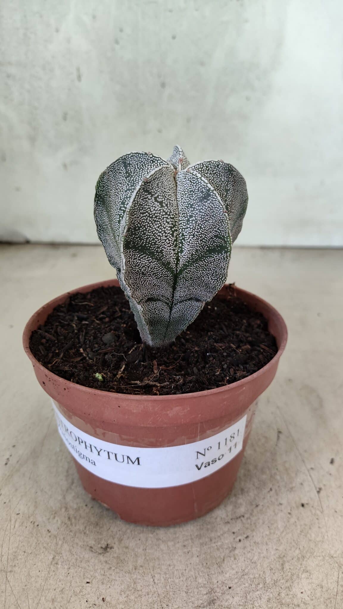 ASTROPHYTUM MYRIOSTIGMA  Nº 1181 – vaso 11 - foto 2