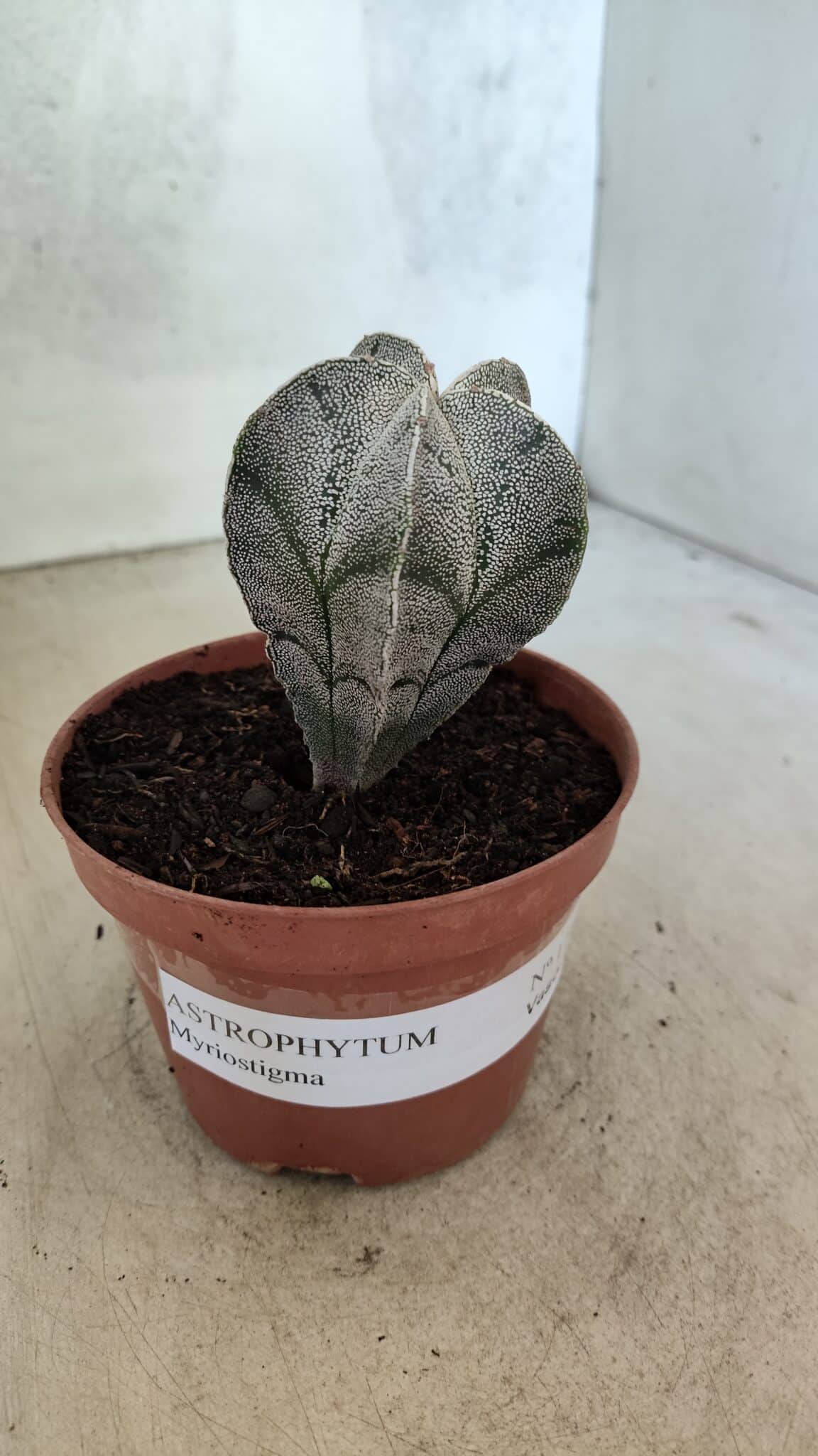 ASTROPHYTUM MYRIOSTIGMA  Nº 1181 – vaso 11 - foto 10