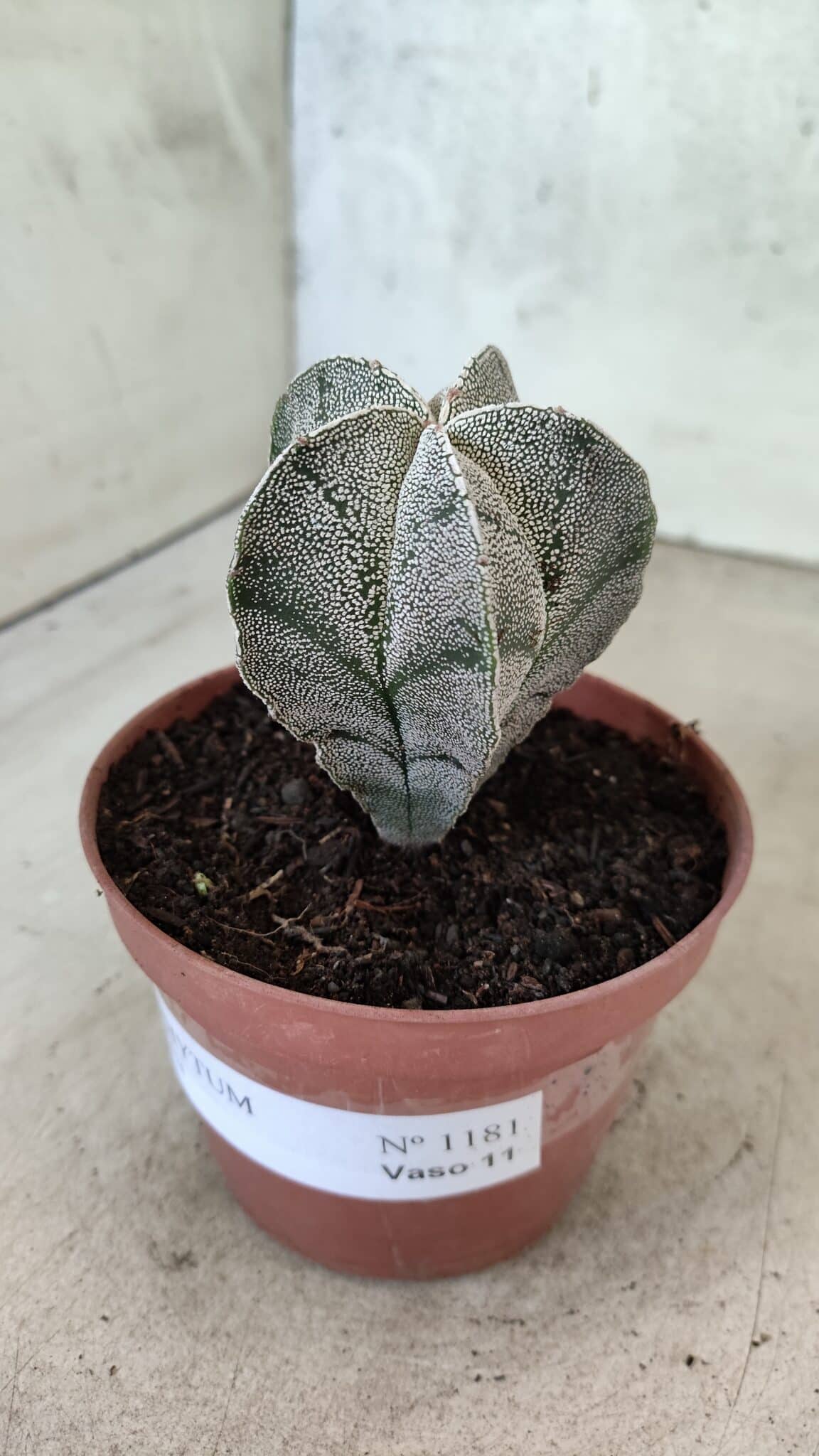 ASTROPHYTUM MYRIOSTIGMA  Nº 1181 – vaso 11 - foto 9