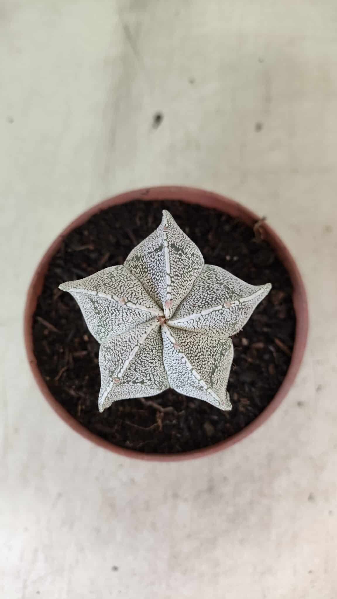 ASTROPHYTUM MYRIOSTIGMA  Nº 1181 – vaso 11 - foto 3
