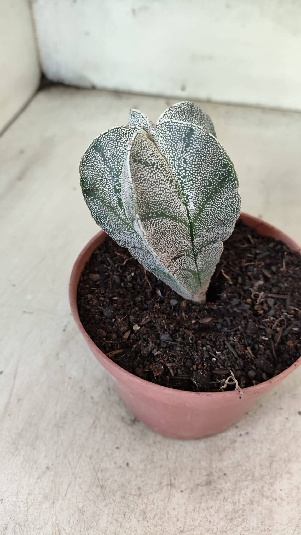 ASTROPHYTUM MYRIOSTIGMA  Nº 1181 – vaso 11 - foto 8