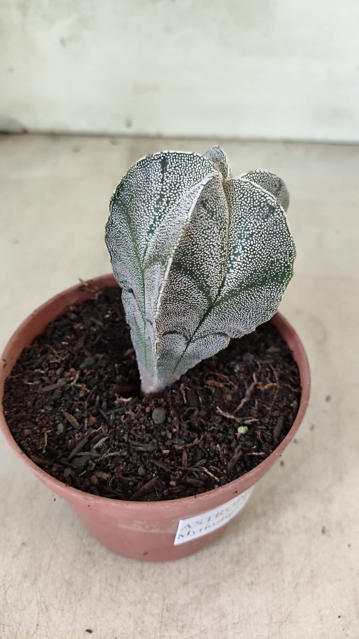 ASTROPHYTUM MYRIOSTIGMA  Nº 1181 – vaso 11 - foto 7