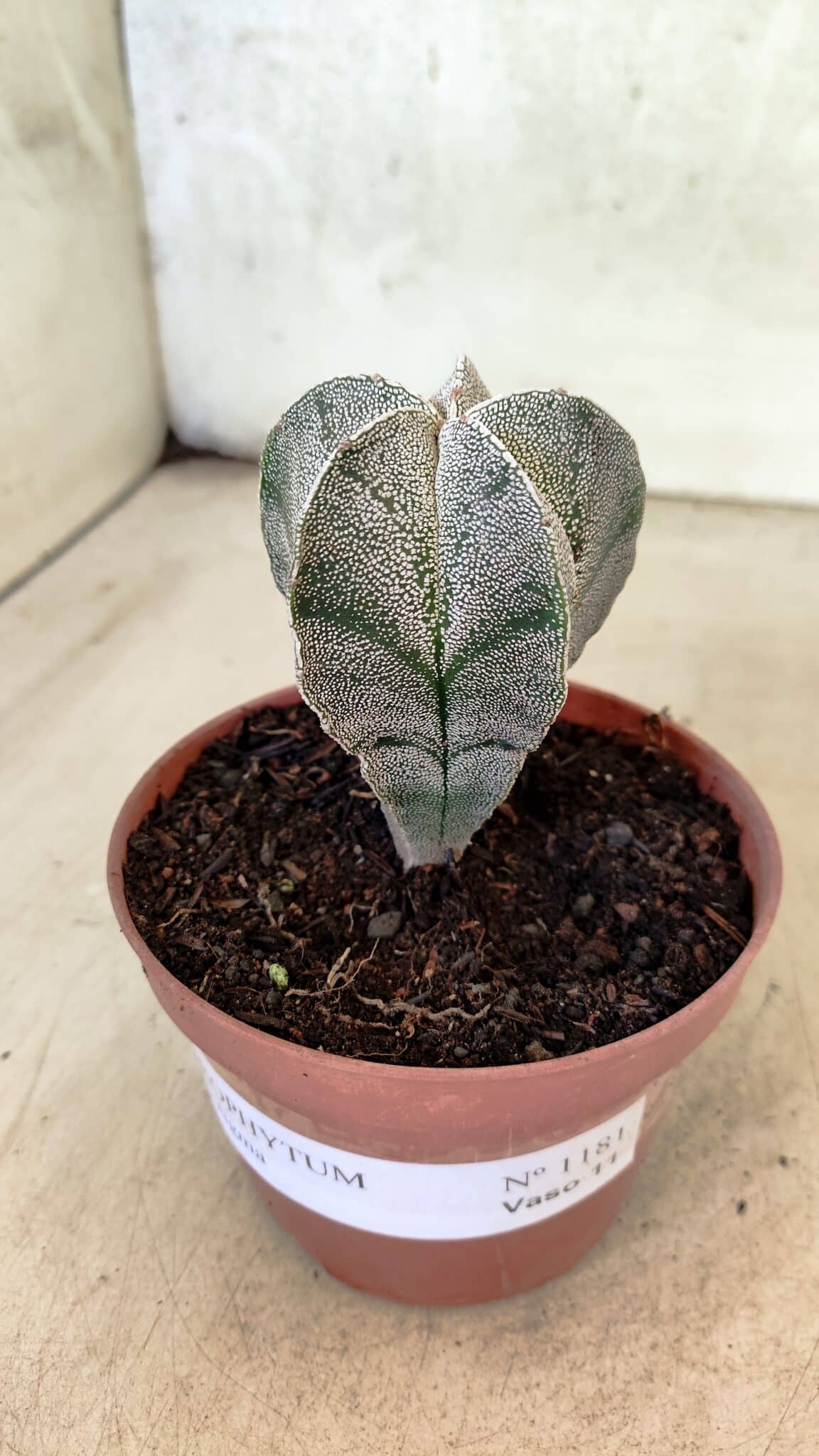 ASTROPHYTUM MYRIOSTIGMA  Nº 1181 – vaso 11 - foto 6