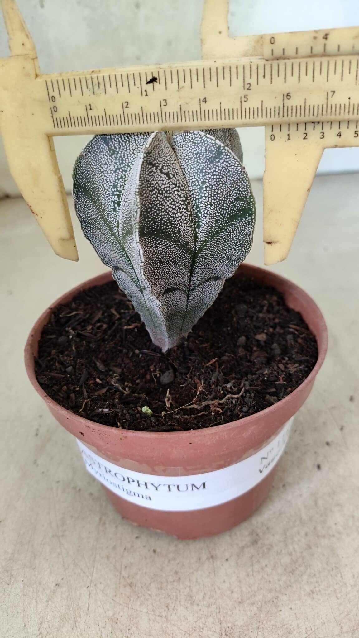 ASTROPHYTUM MYRIOSTIGMA  Nº 1181 – vaso 11 - foto 4