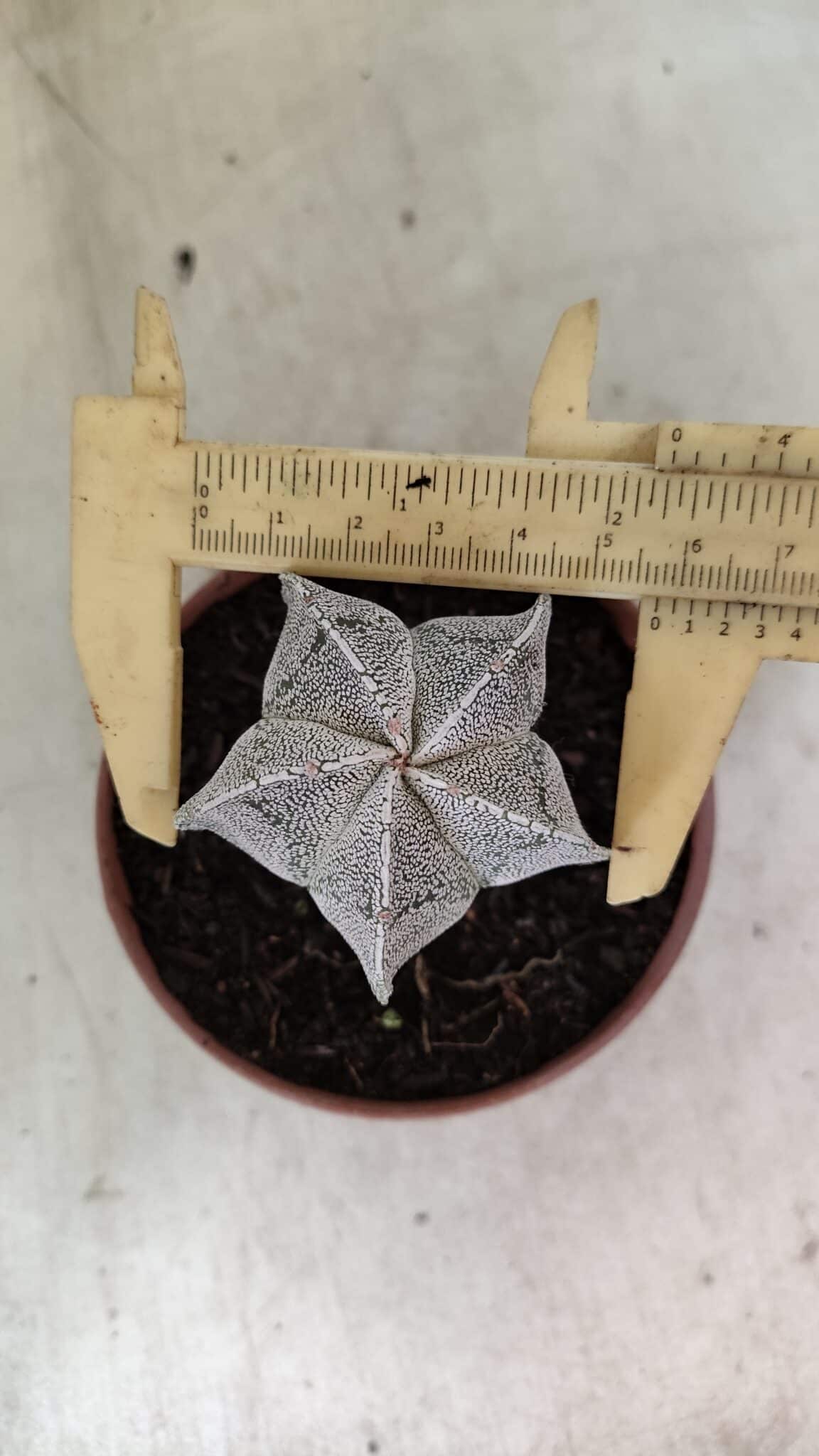 ASTROPHYTUM MYRIOSTIGMA  Nº 1181 – vaso 11 - foto 5
