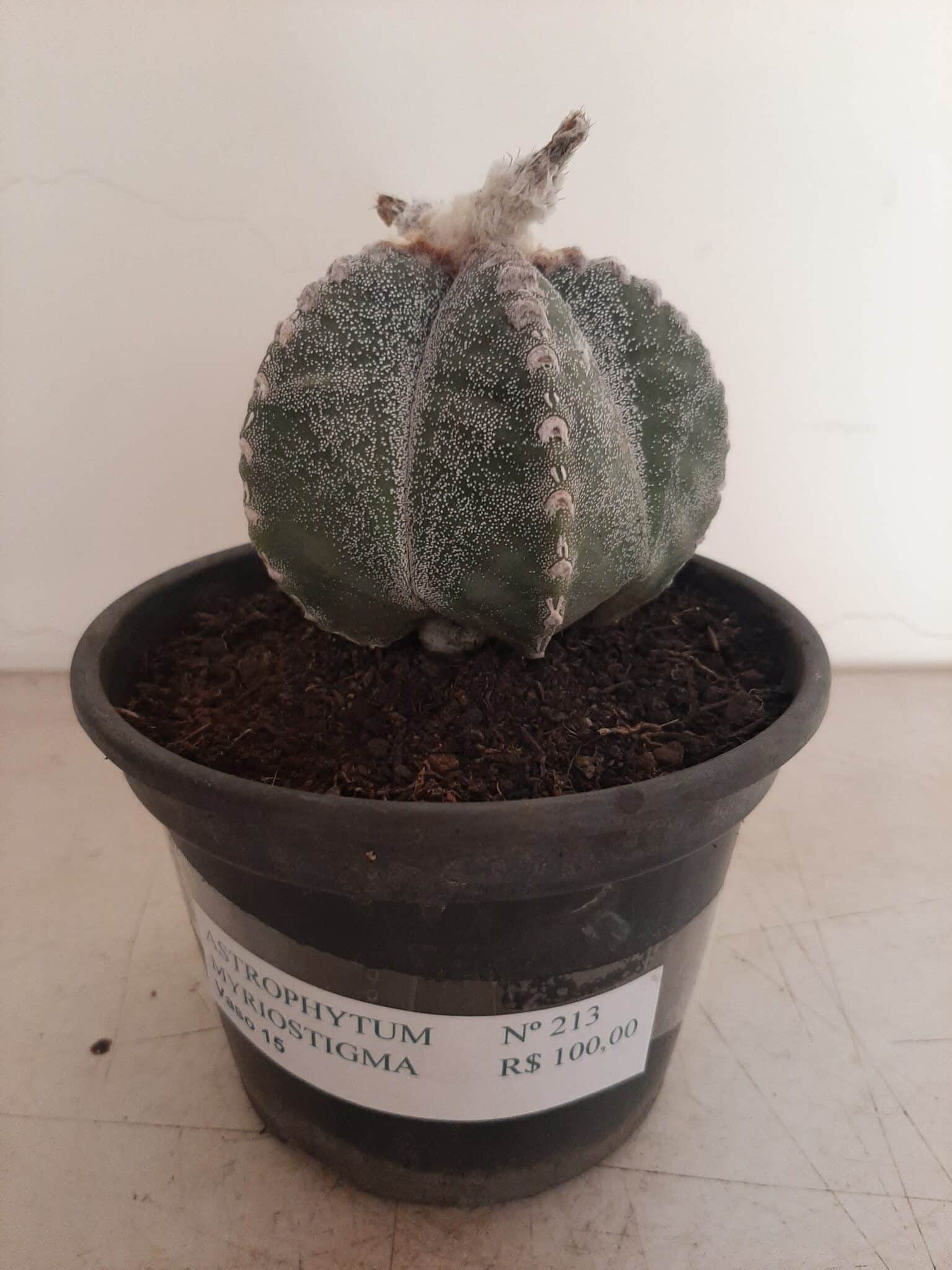 ASTROPHYTUM MYRIOSTIGMA  -  Nº 213 – vaso 15
