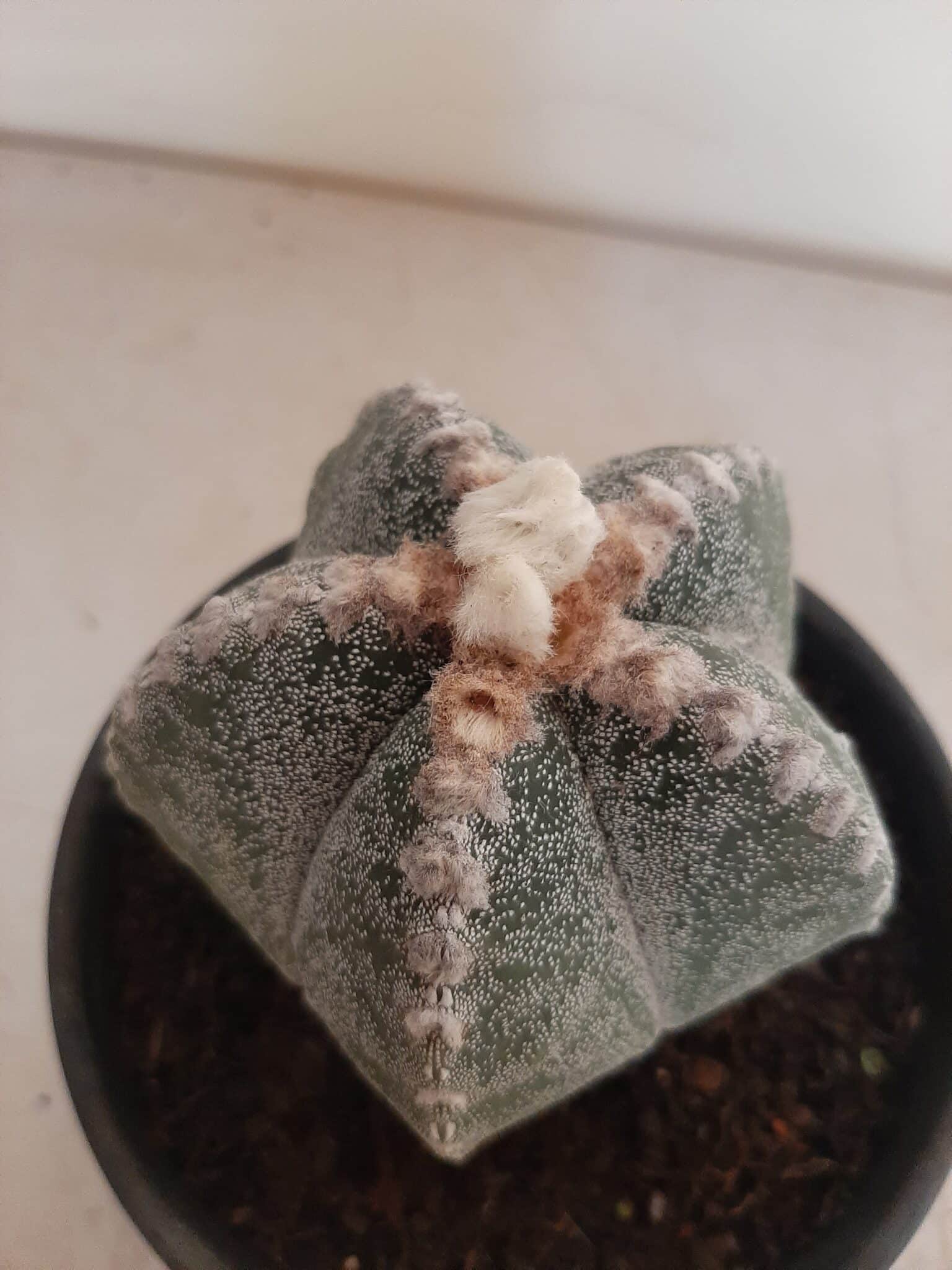 ASTROPHYTUM MYRIOSTIGMA  -  Nº 213 – vaso 15