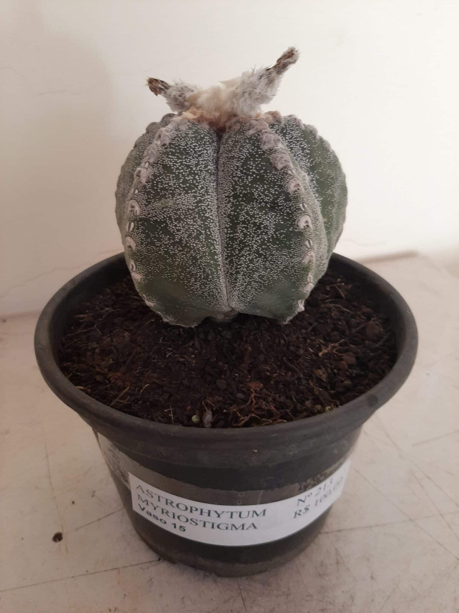 ASTROPHYTUM MYRIOSTIGMA  -  Nº 213 – vaso 15