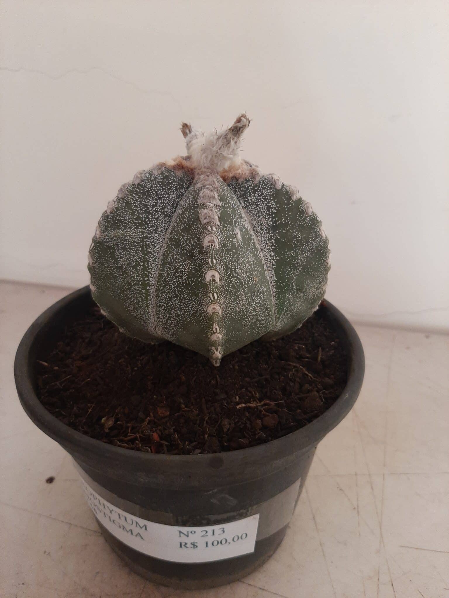 ASTROPHYTUM MYRIOSTIGMA  -  Nº 213 – vaso 15