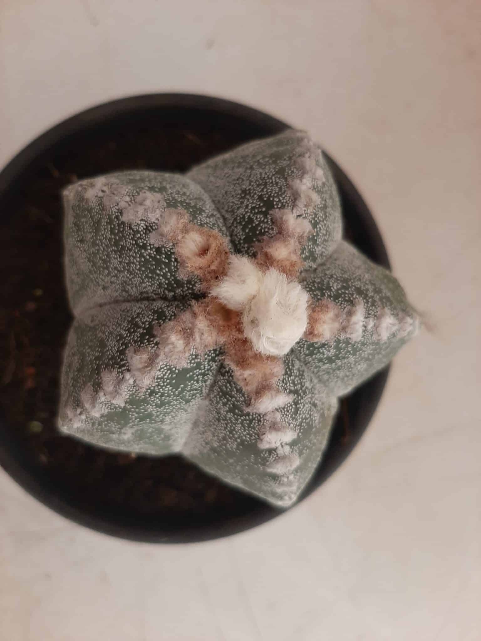 ASTROPHYTUM MYRIOSTIGMA  -  Nº 213 – vaso 15
