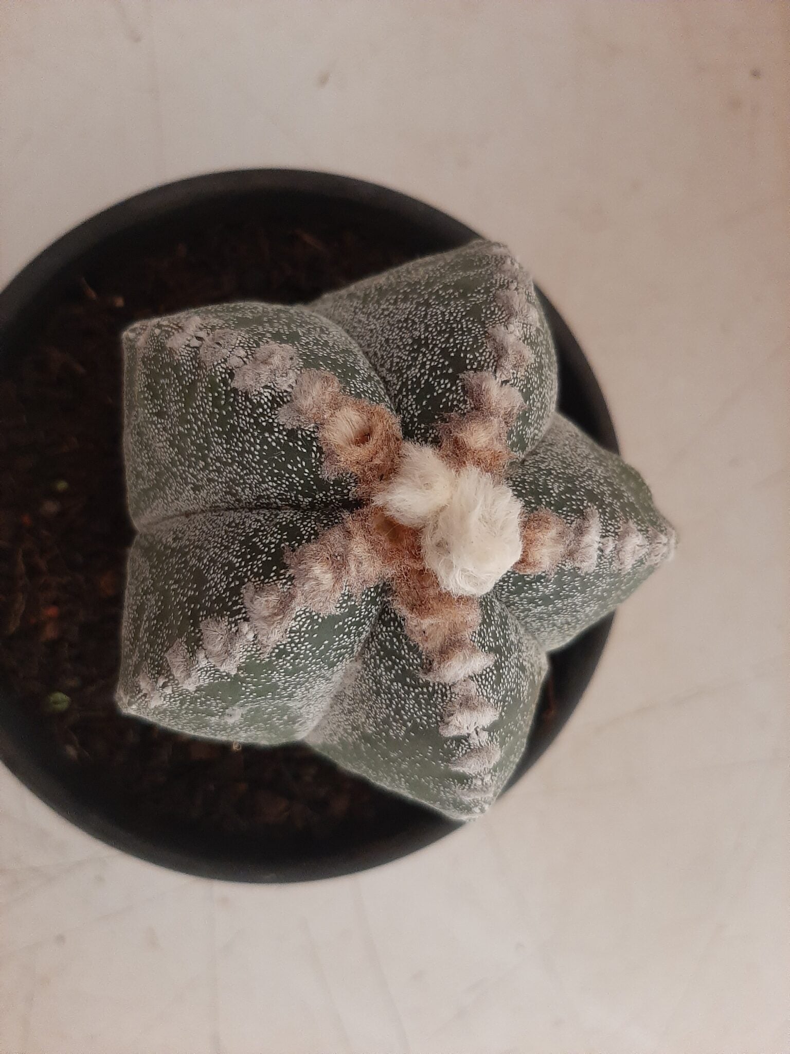 ASTROPHYTUM MYRIOSTIGMA  -  Nº 213 – vaso 15