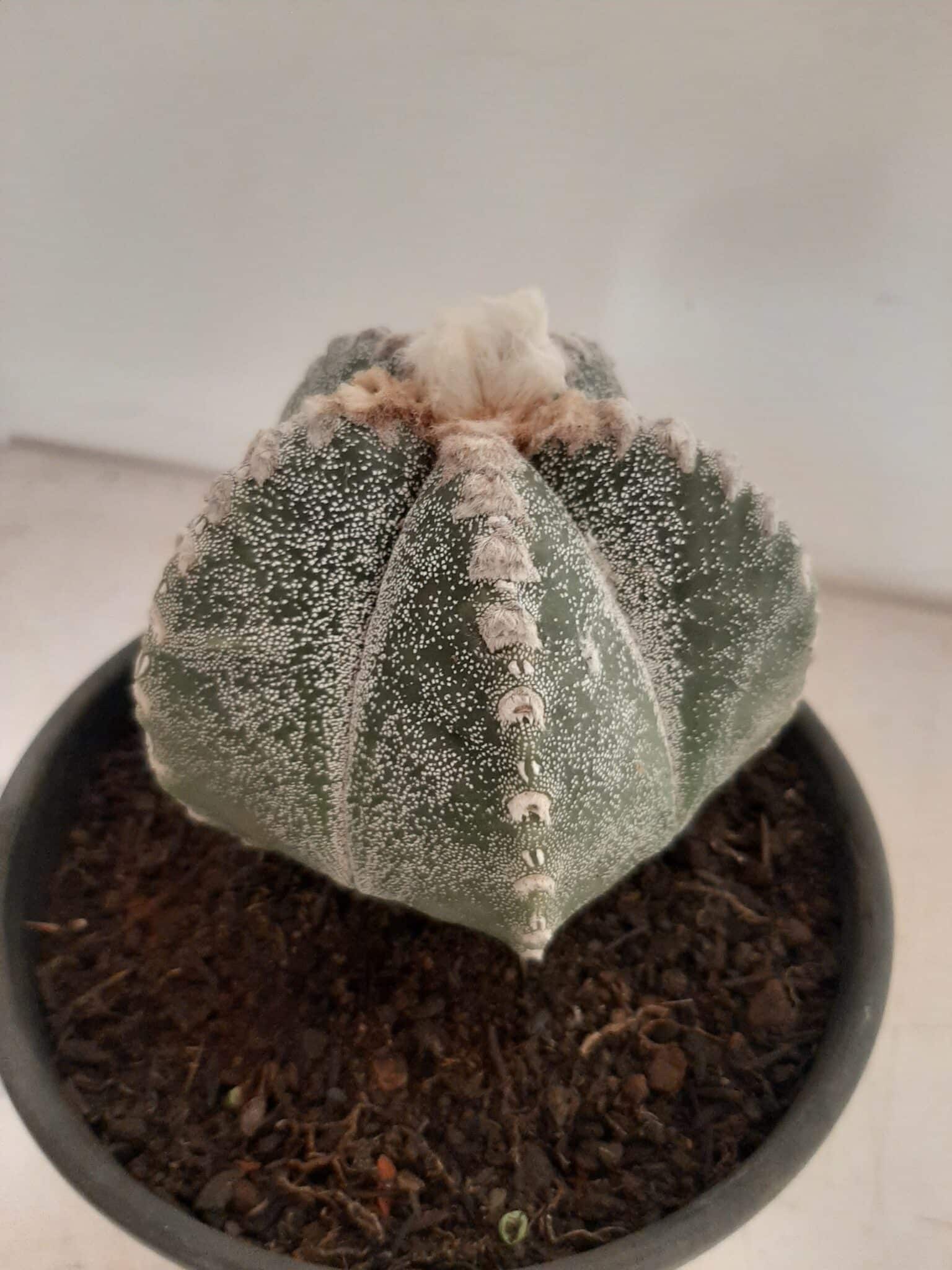 ASTROPHYTUM MYRIOSTIGMA  -  Nº 213 – vaso 15