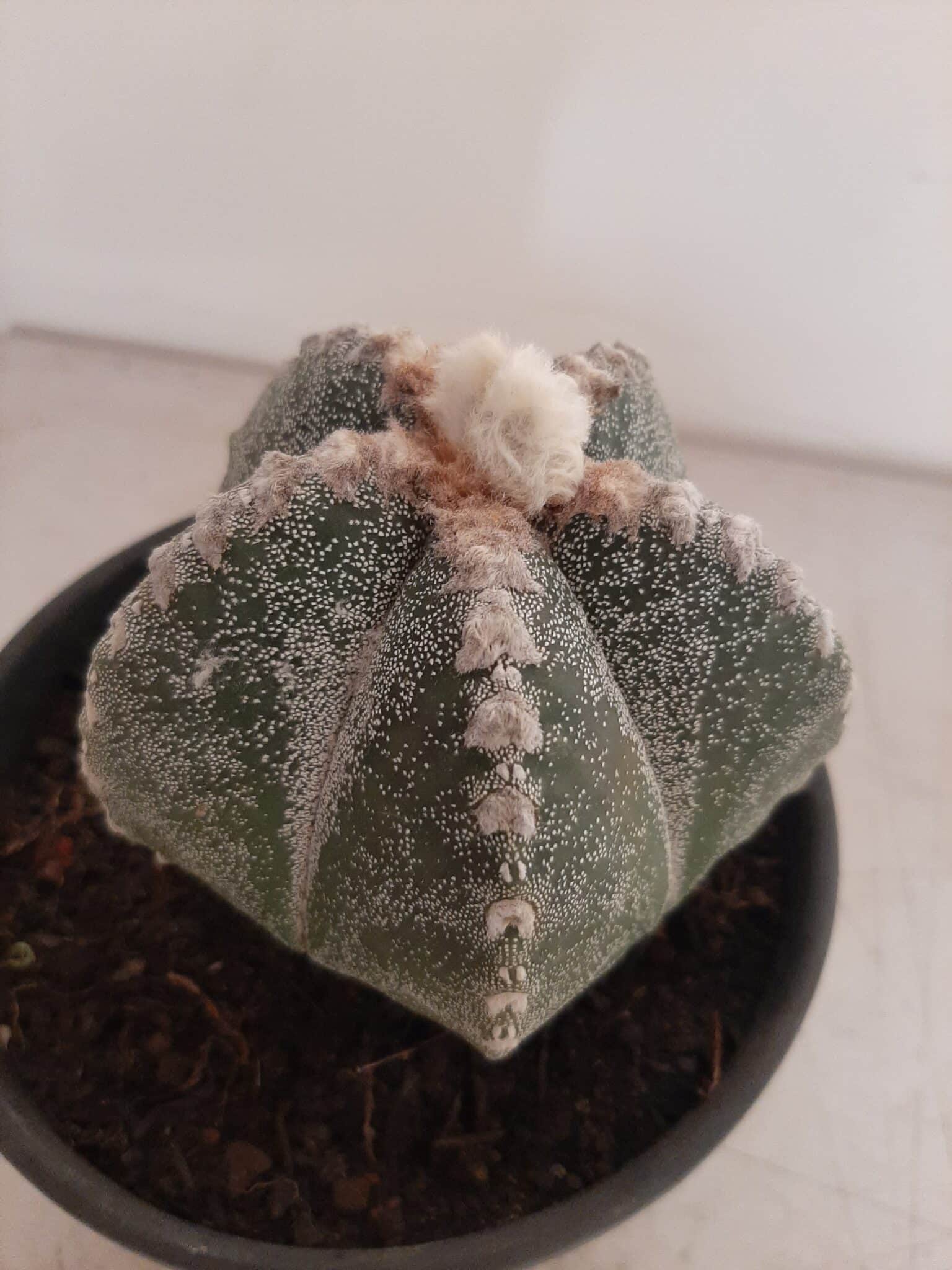 ASTROPHYTUM MYRIOSTIGMA  -  Nº 213 – vaso 15