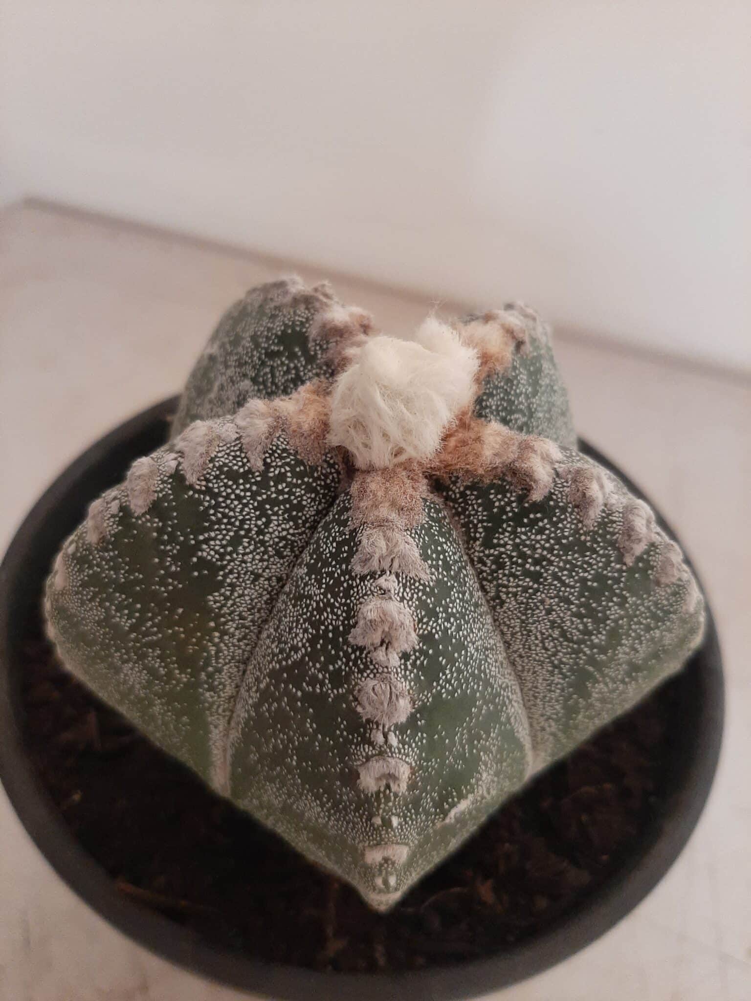 ASTROPHYTUM MYRIOSTIGMA  -  Nº 213 – vaso 15