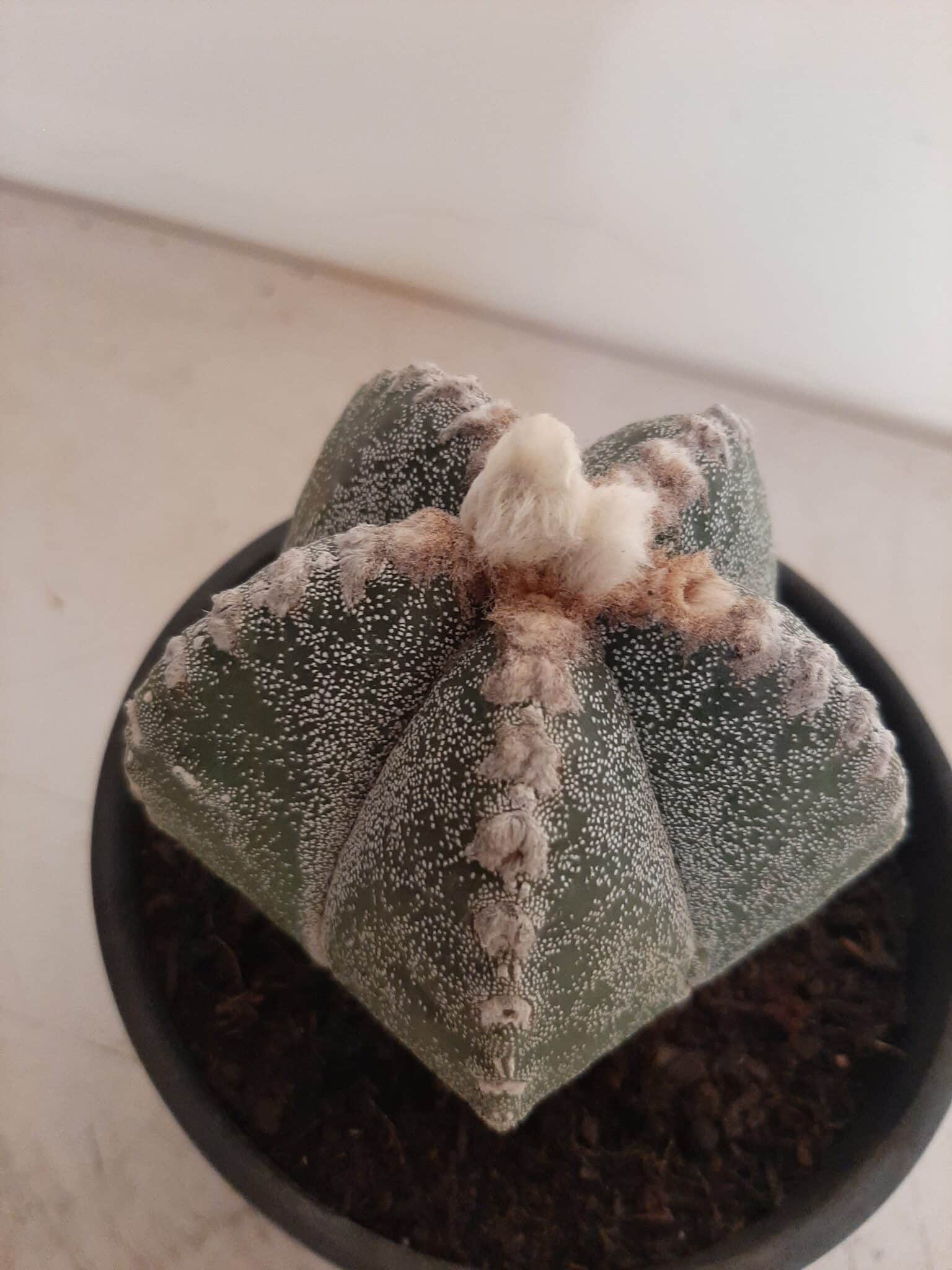 ASTROPHYTUM MYRIOSTIGMA  -  Nº 213 – vaso 15