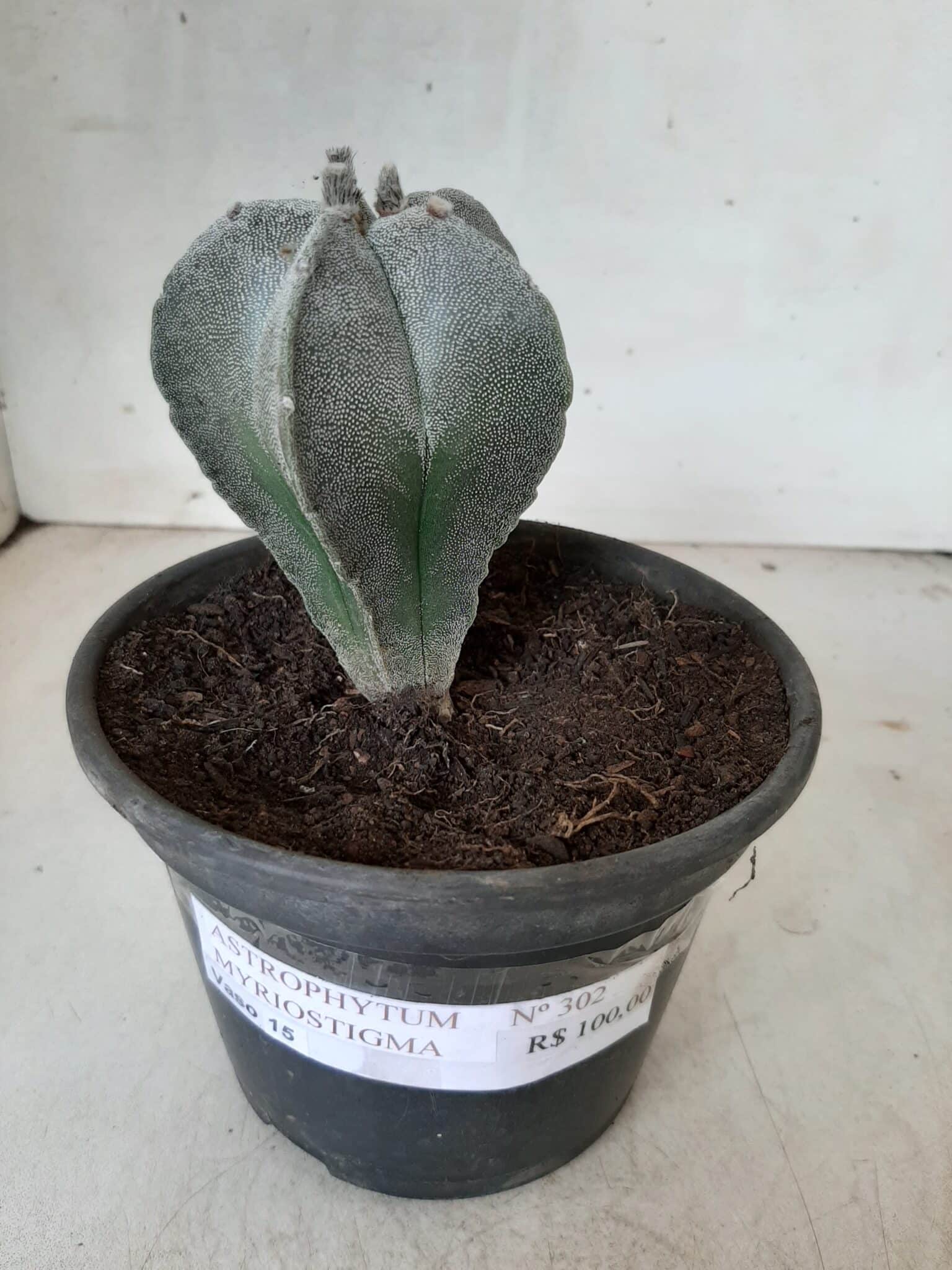 ASTROPHYTUM MYRIOSTIGMA  Nº 302 – vaso 15