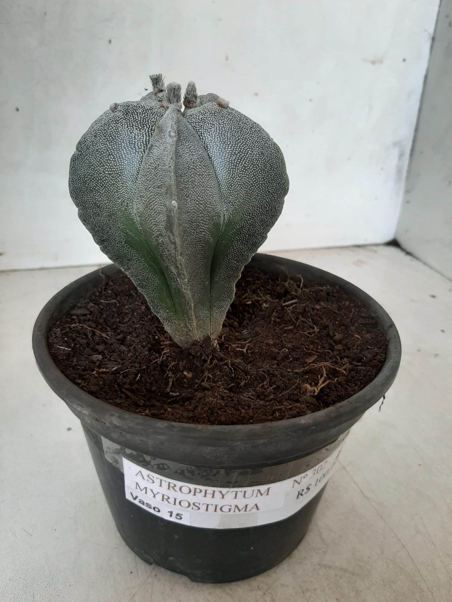 ASTROPHYTUM MYRIOSTIGMA  Nº 302 – vaso 15