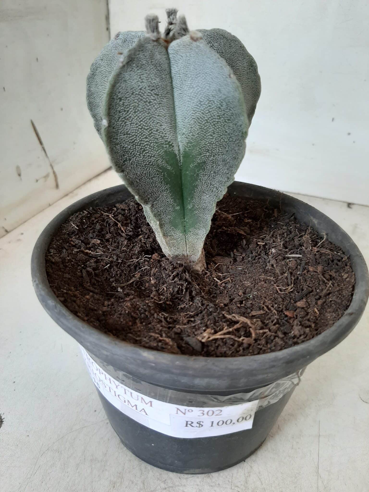 ASTROPHYTUM MYRIOSTIGMA  Nº 302 – vaso 15