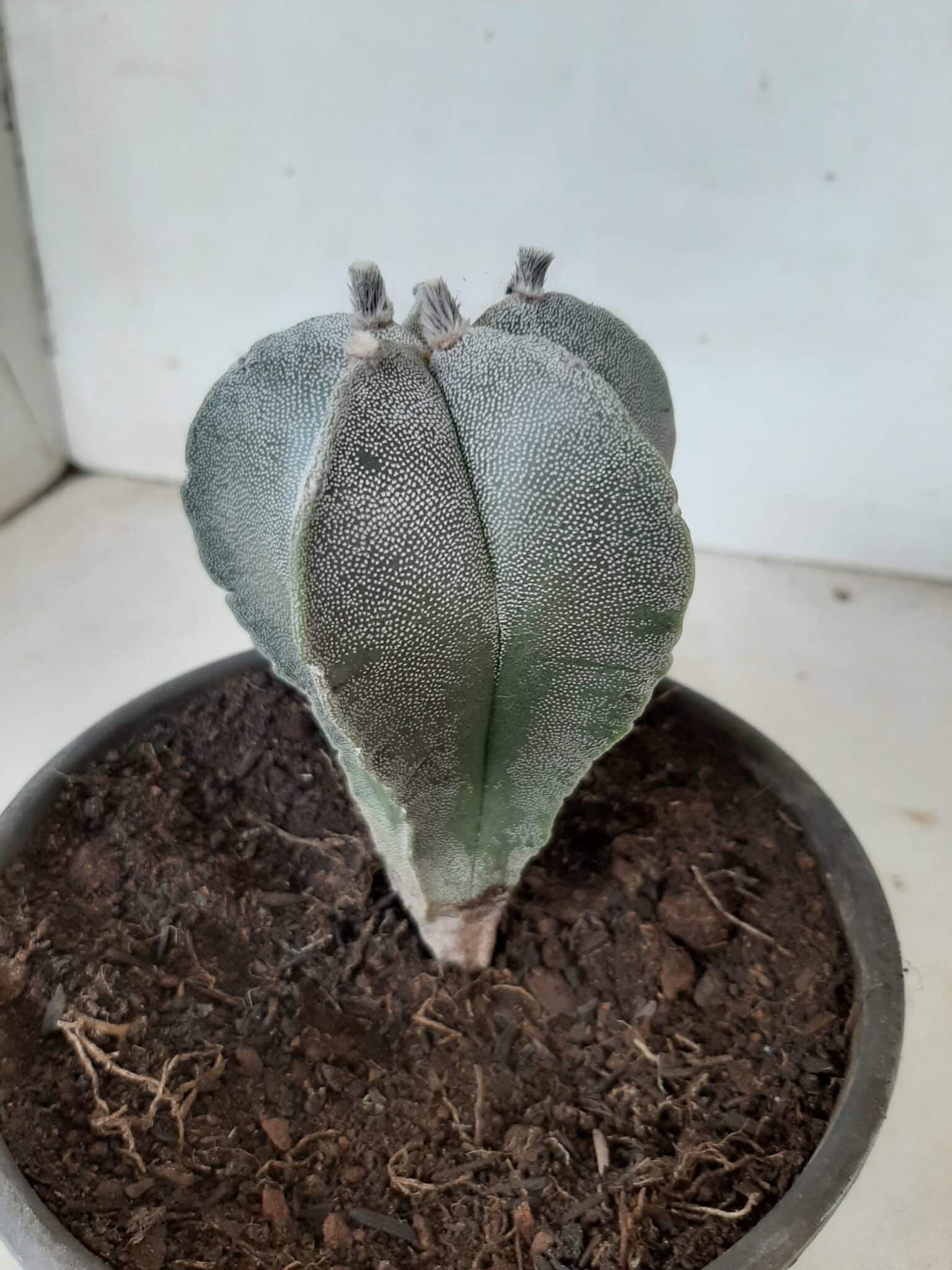 ASTROPHYTUM MYRIOSTIGMA  Nº 302 – vaso 15