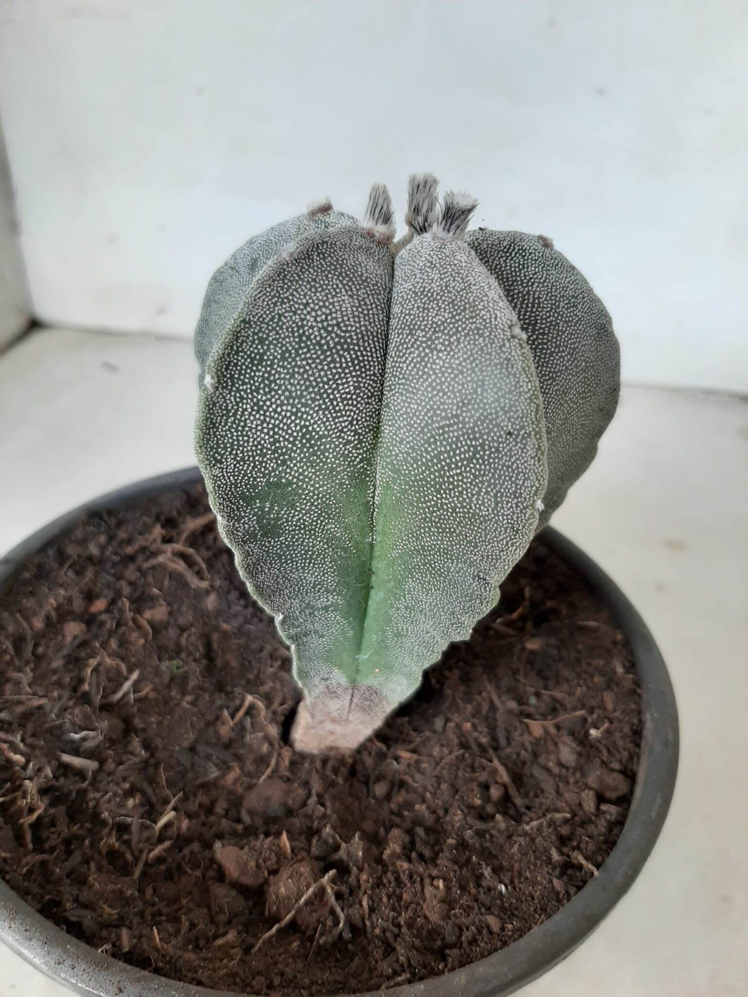 ASTROPHYTUM MYRIOSTIGMA  Nº 302 – vaso 15