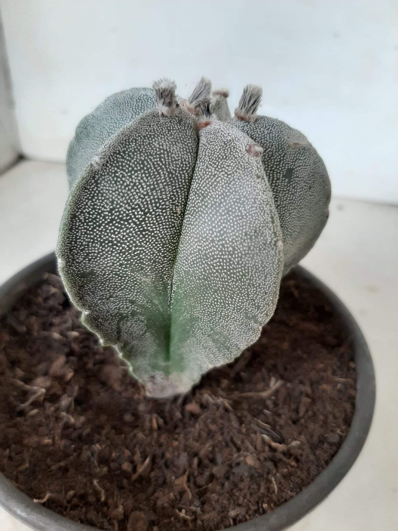 ASTROPHYTUM MYRIOSTIGMA  Nº 302 – vaso 15