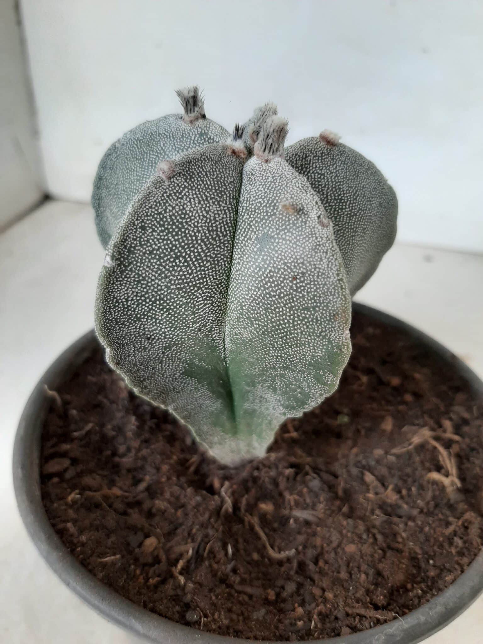 ASTROPHYTUM MYRIOSTIGMA  Nº 302 – vaso 15