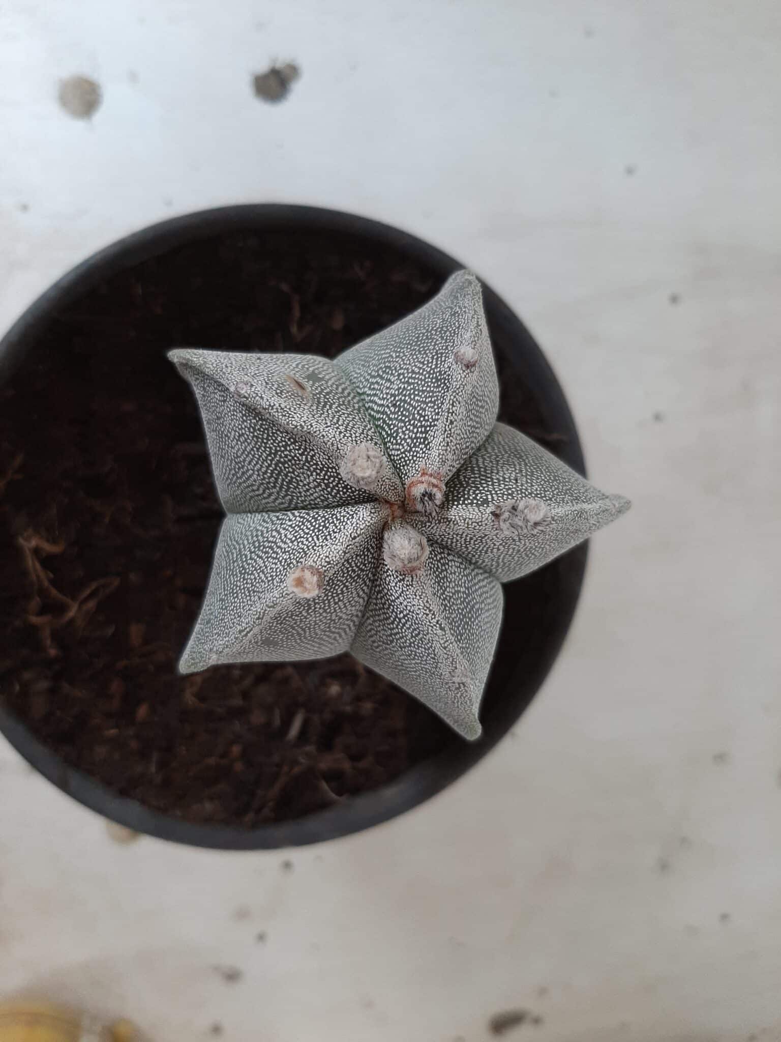 ASTROPHYTUM MYRIOSTIGMA  Nº 302 – vaso 15