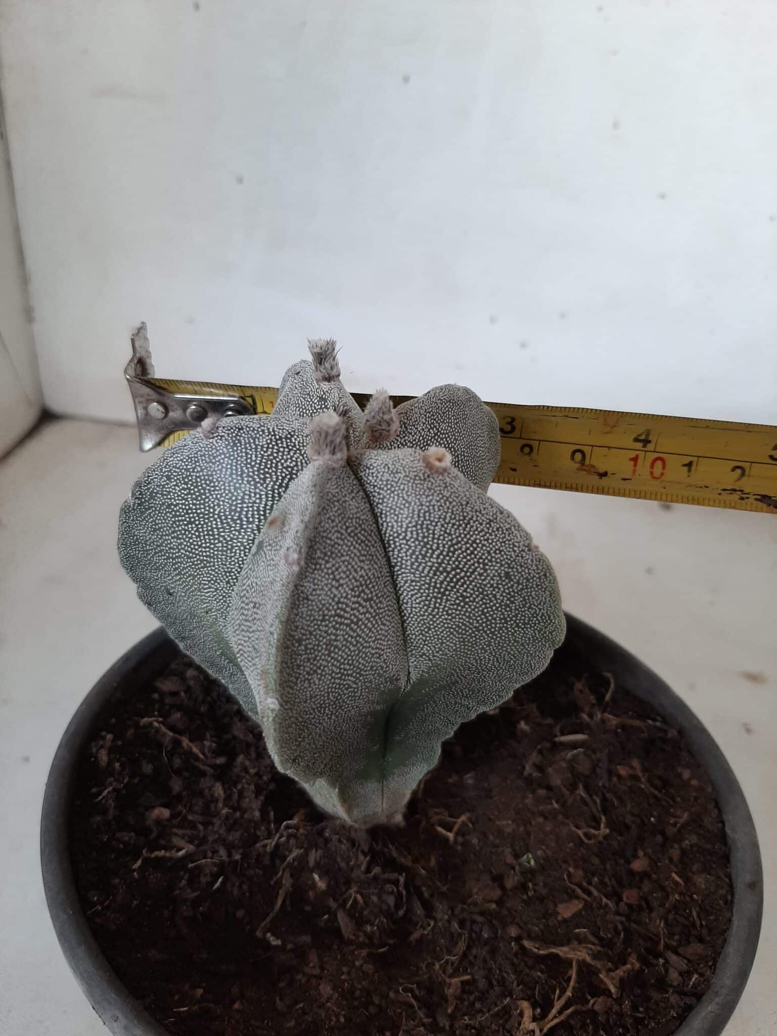 ASTROPHYTUM MYRIOSTIGMA  Nº 302 – vaso 15