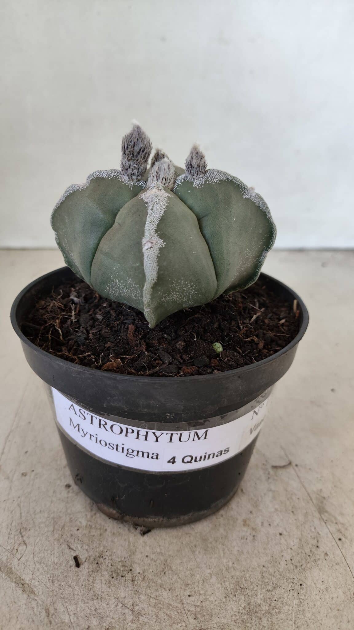ASTROPHYTUM MYRIOSTIGMA "4 QUINAS"  Nº 1062 – vaso 11 - foto 2