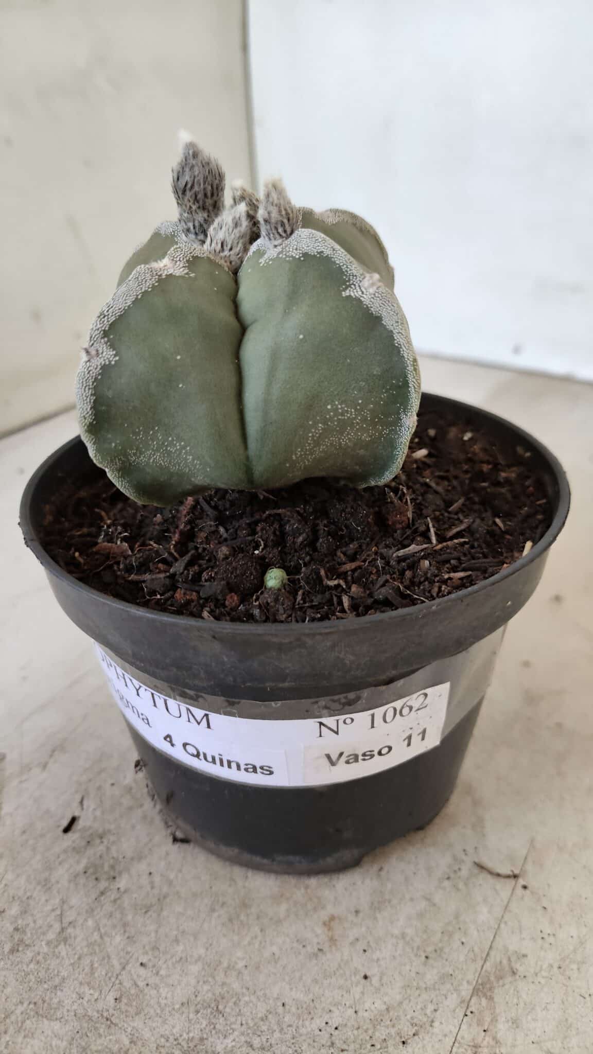 ASTROPHYTUM MYRIOSTIGMA "4 QUINAS"  Nº 1062 – vaso 11 - foto 10