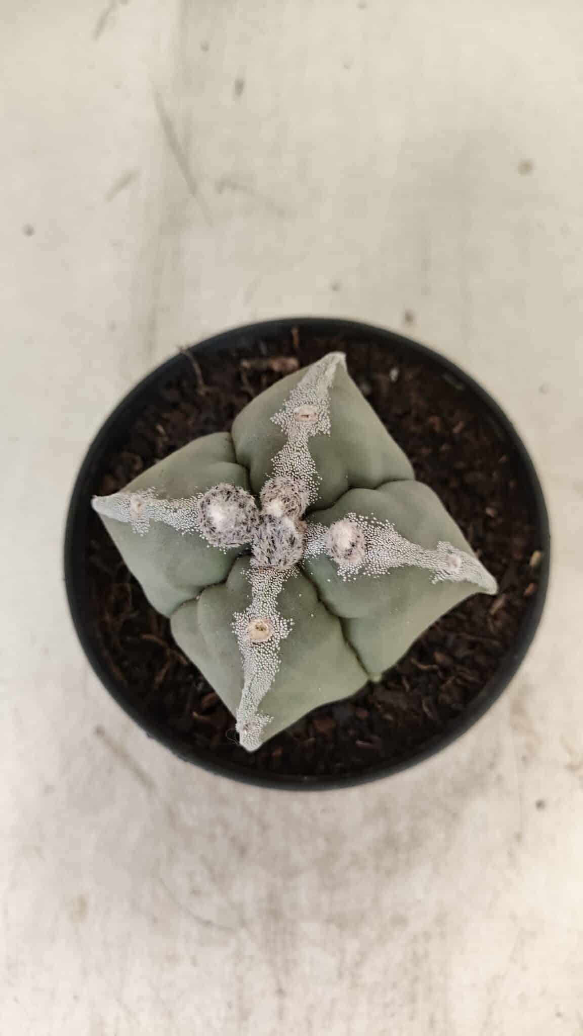 ASTROPHYTUM MYRIOSTIGMA "4 QUINAS"  Nº 1062 – vaso 11 - foto 9