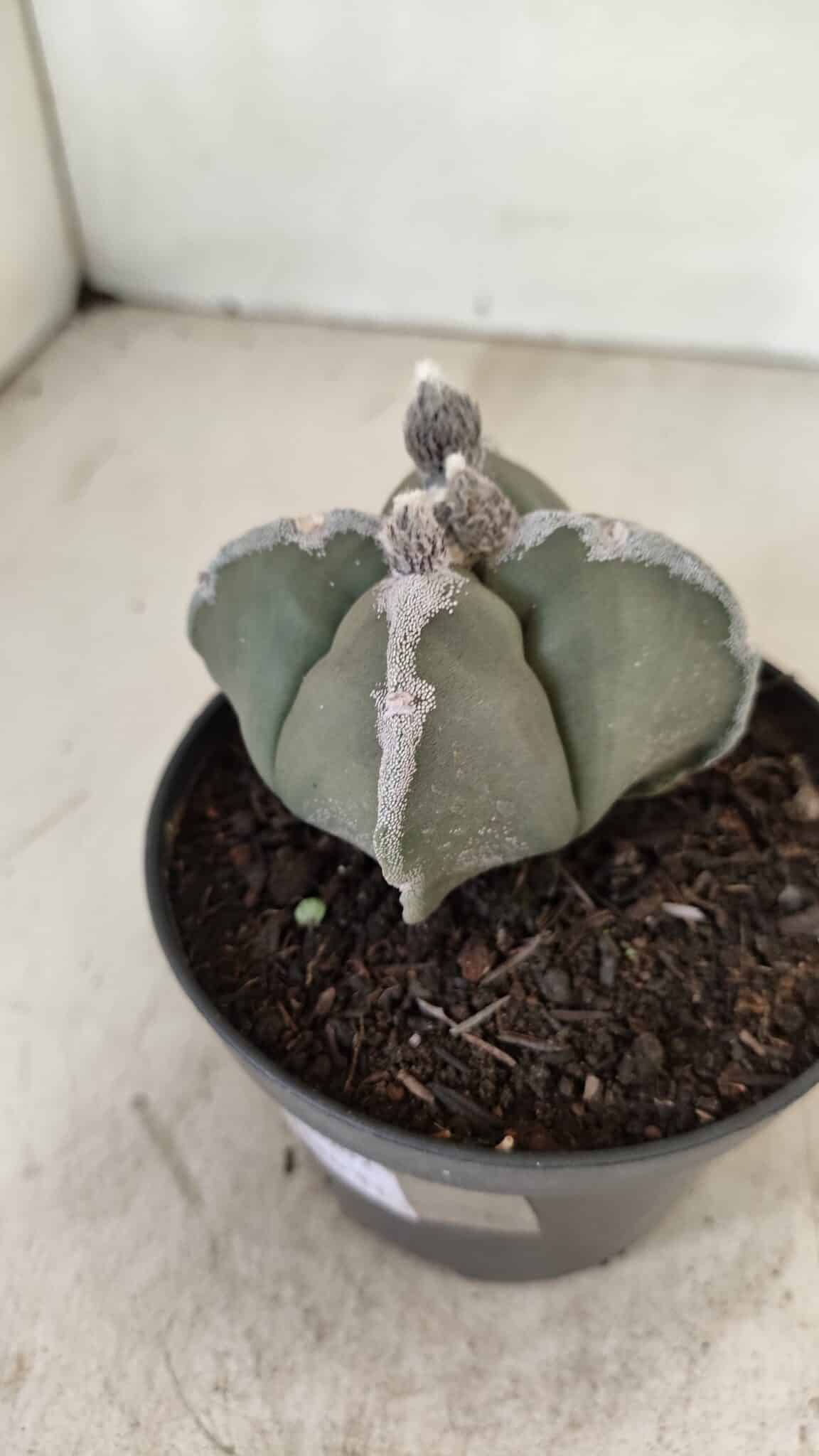 ASTROPHYTUM MYRIOSTIGMA "4 QUINAS"  Nº 1062 – vaso 11 - foto 8