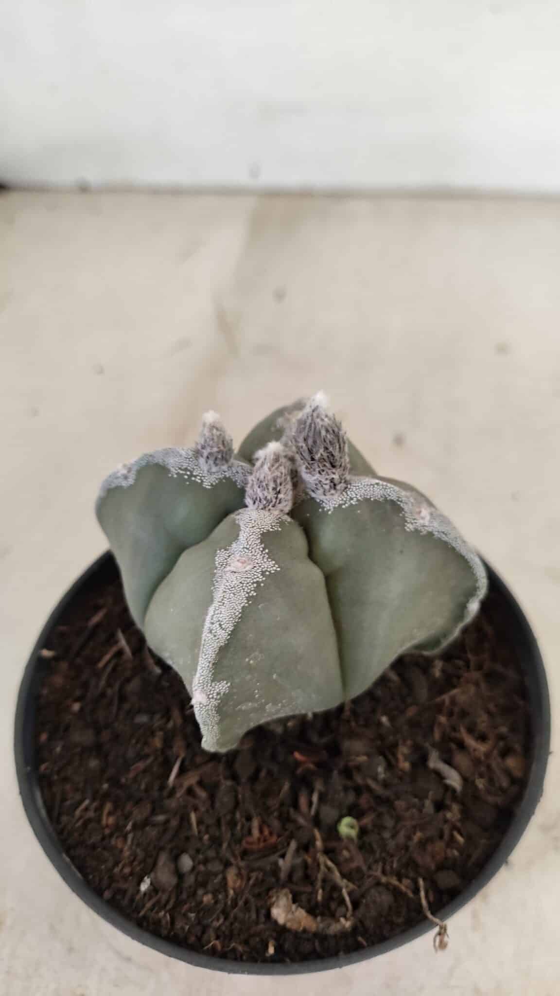 ASTROPHYTUM MYRIOSTIGMA "4 QUINAS"  Nº 1062 – vaso 11 - foto 7
