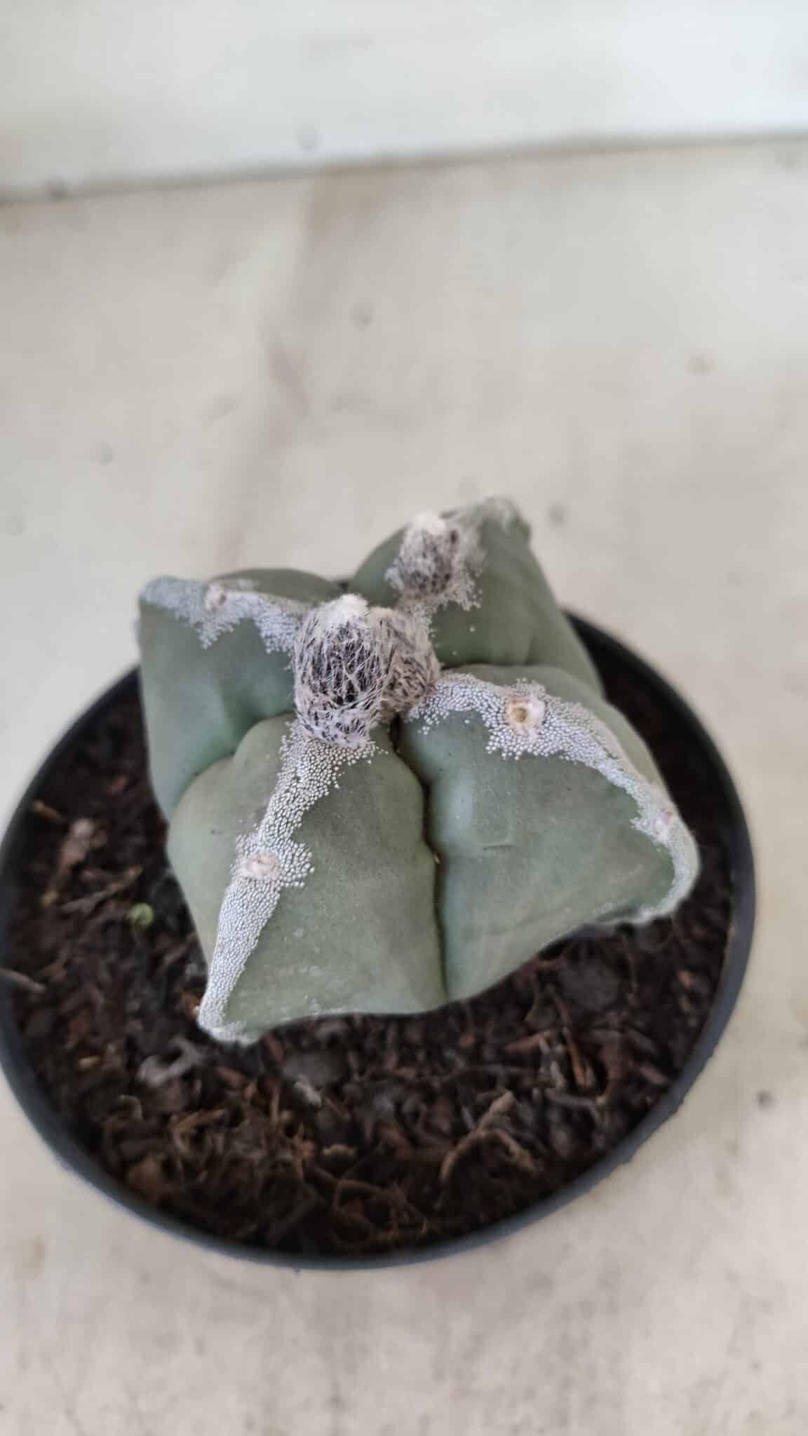ASTROPHYTUM MYRIOSTIGMA "4 QUINAS"  Nº 1062 – vaso 11 - foto 6