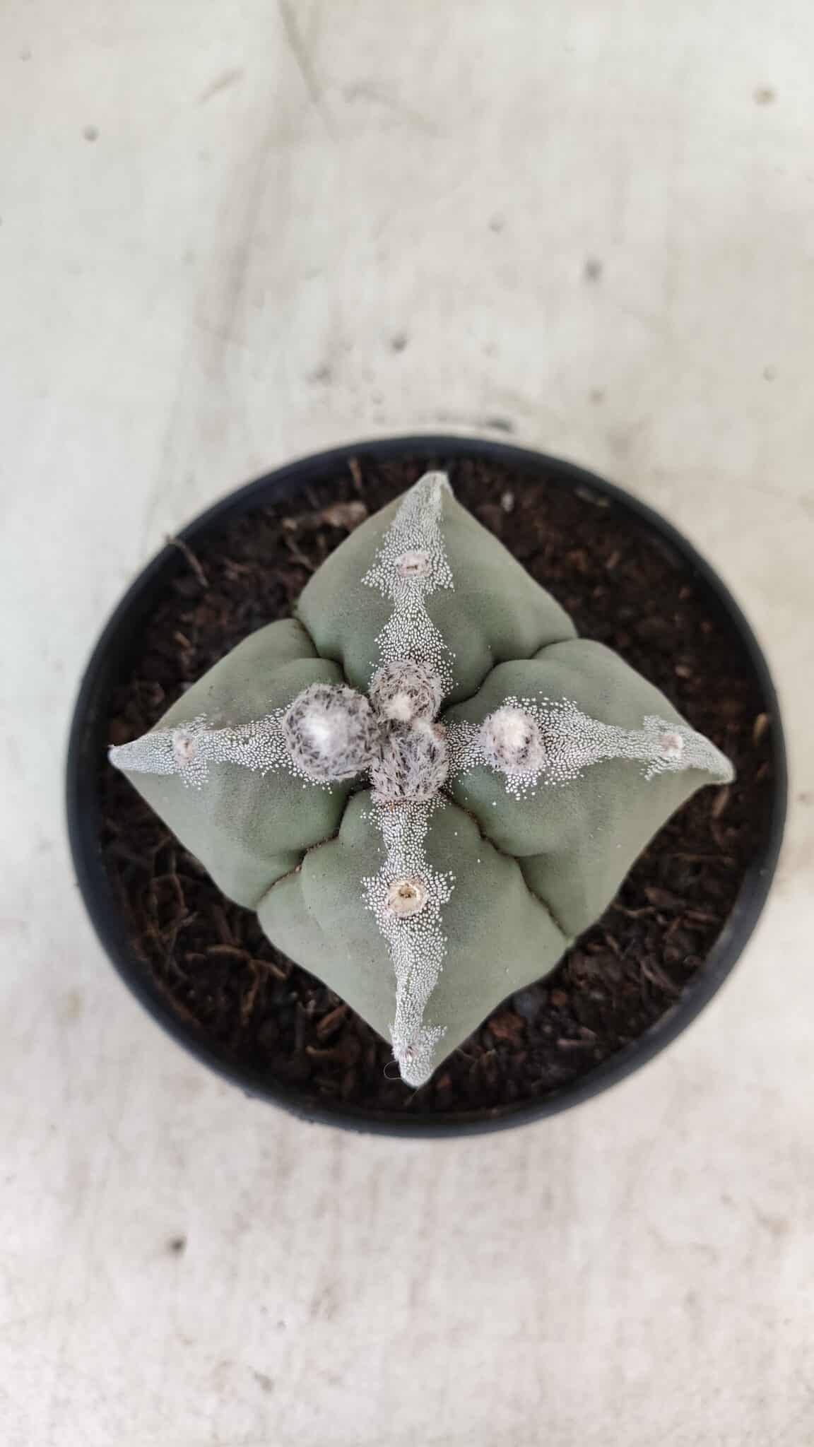 ASTROPHYTUM MYRIOSTIGMA "4 QUINAS"  Nº 1062 – vaso 11 - foto 3