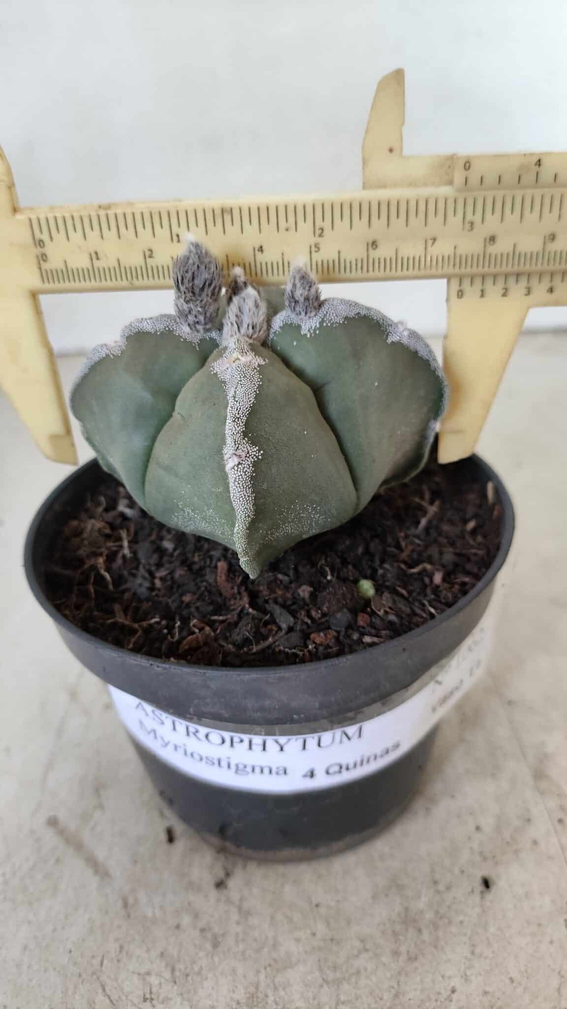 ASTROPHYTUM MYRIOSTIGMA "4 QUINAS"  Nº 1062 – vaso 11 - foto 4