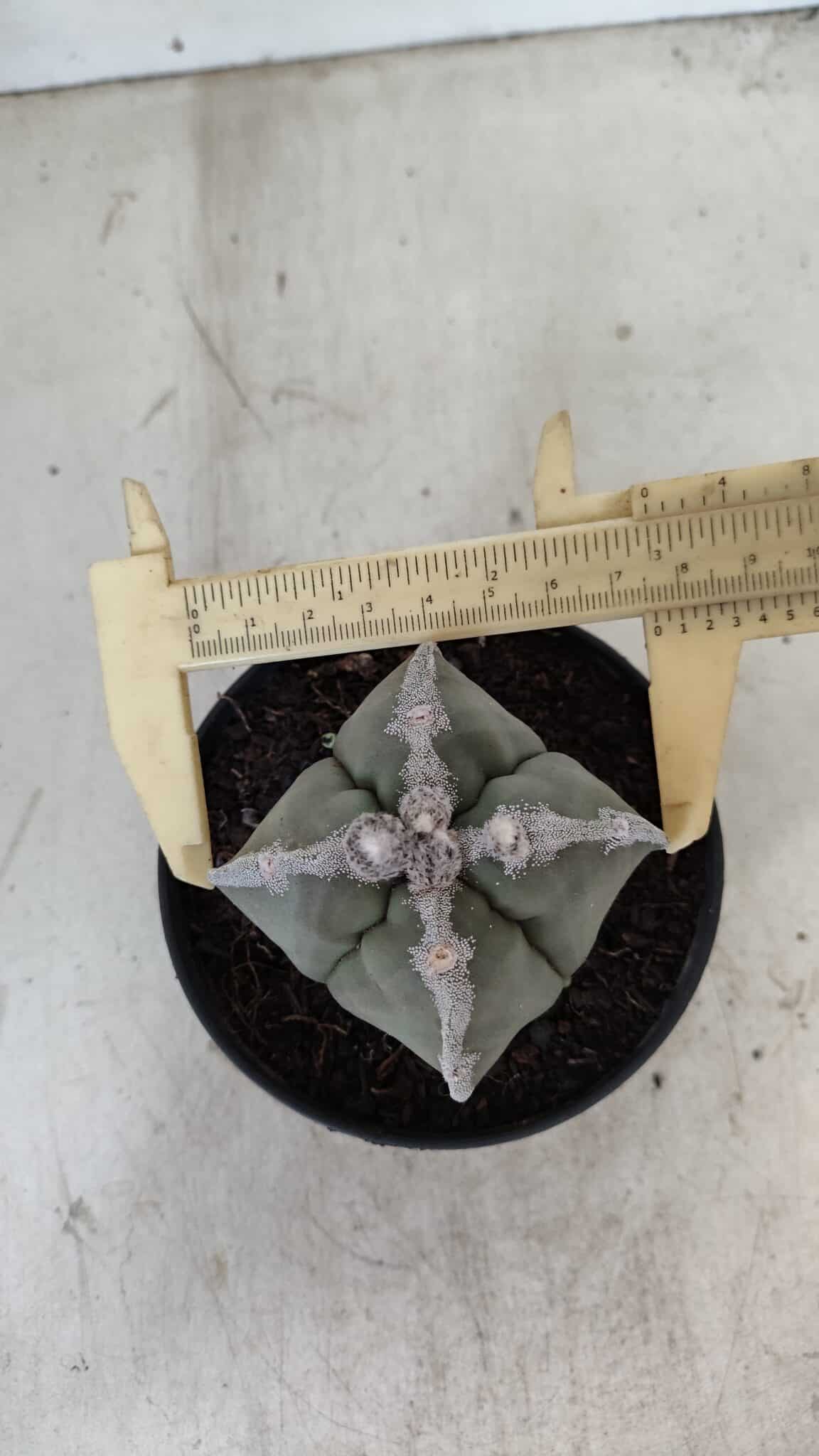 ASTROPHYTUM MYRIOSTIGMA "4 QUINAS"  Nº 1062 – vaso 11 - foto 5
