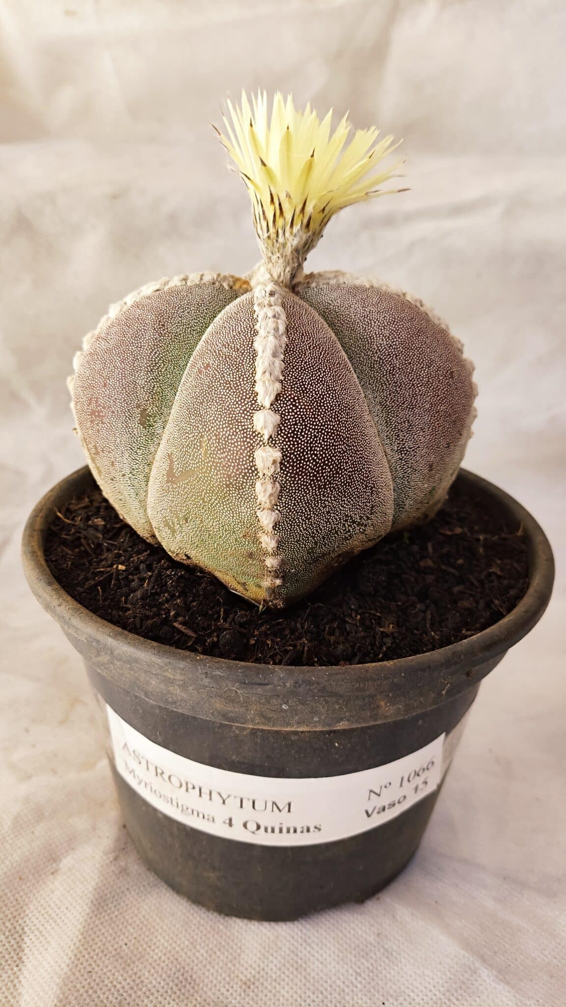 ASTROPHYTUM MYRIOSTIGMA "4 QUINAS" Nº 1066 – vaso 15 - foto 2