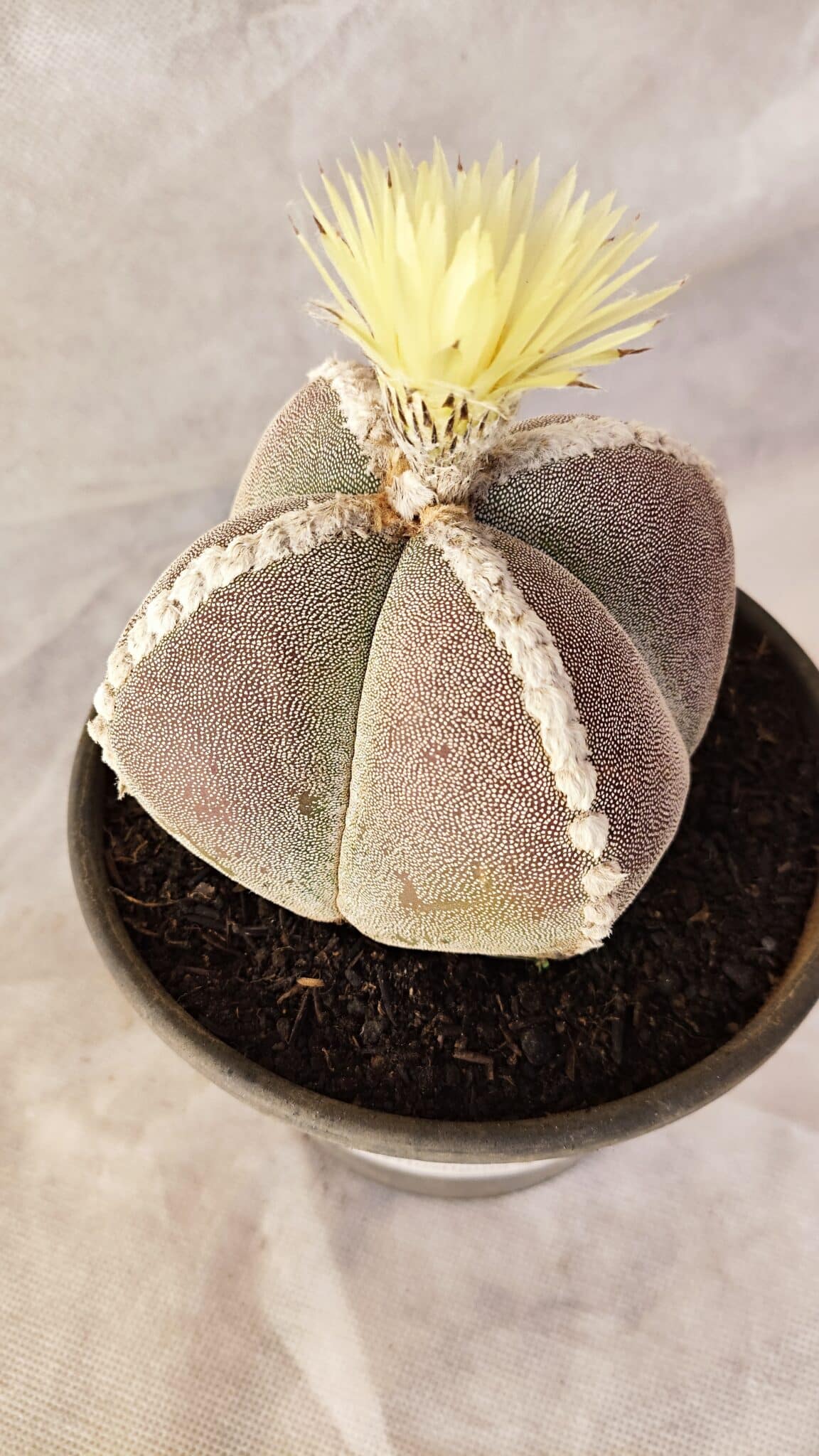 ASTROPHYTUM MYRIOSTIGMA "4 QUINAS" Nº 1066 – vaso 15 - foto 9