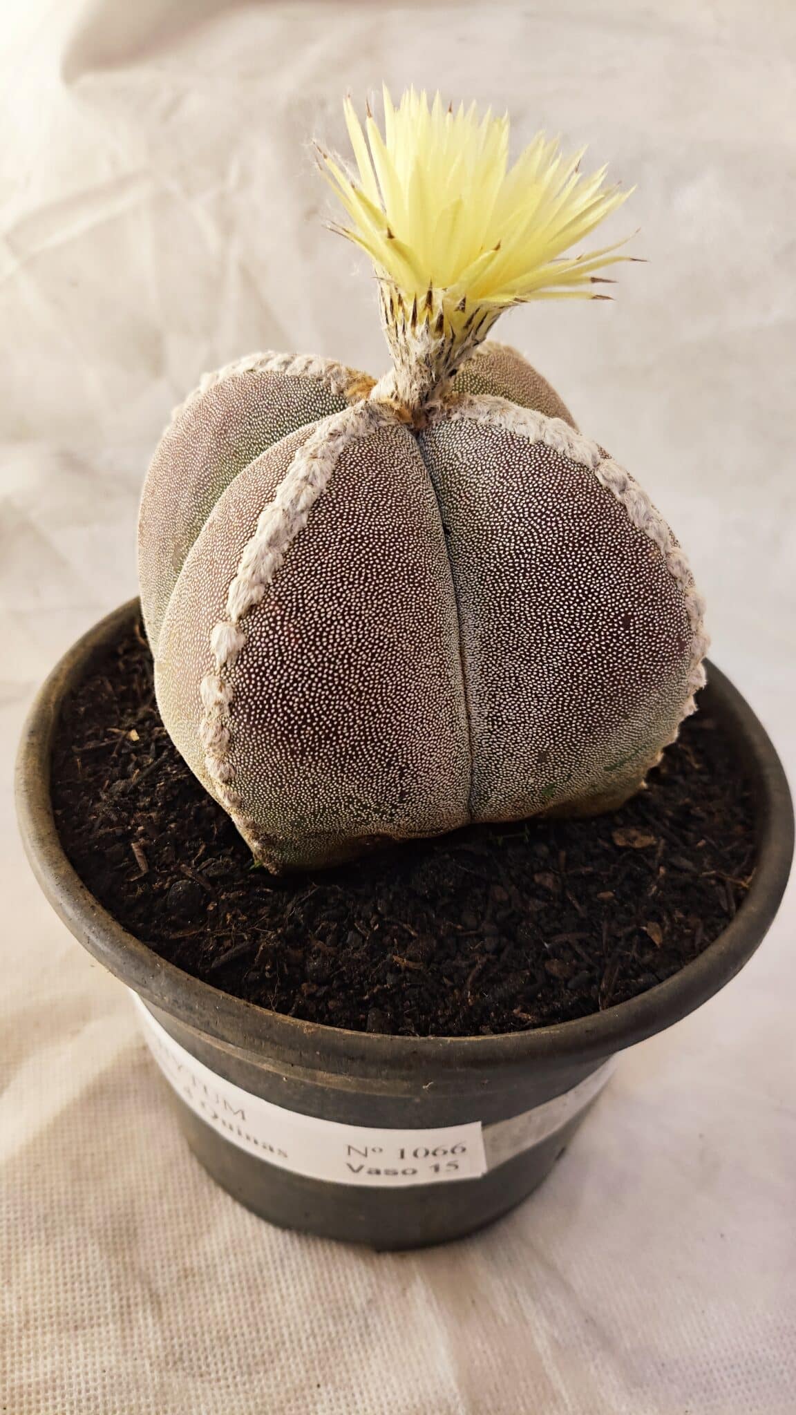 ASTROPHYTUM MYRIOSTIGMA "4 QUINAS" Nº 1066 – vaso 15 - foto 8