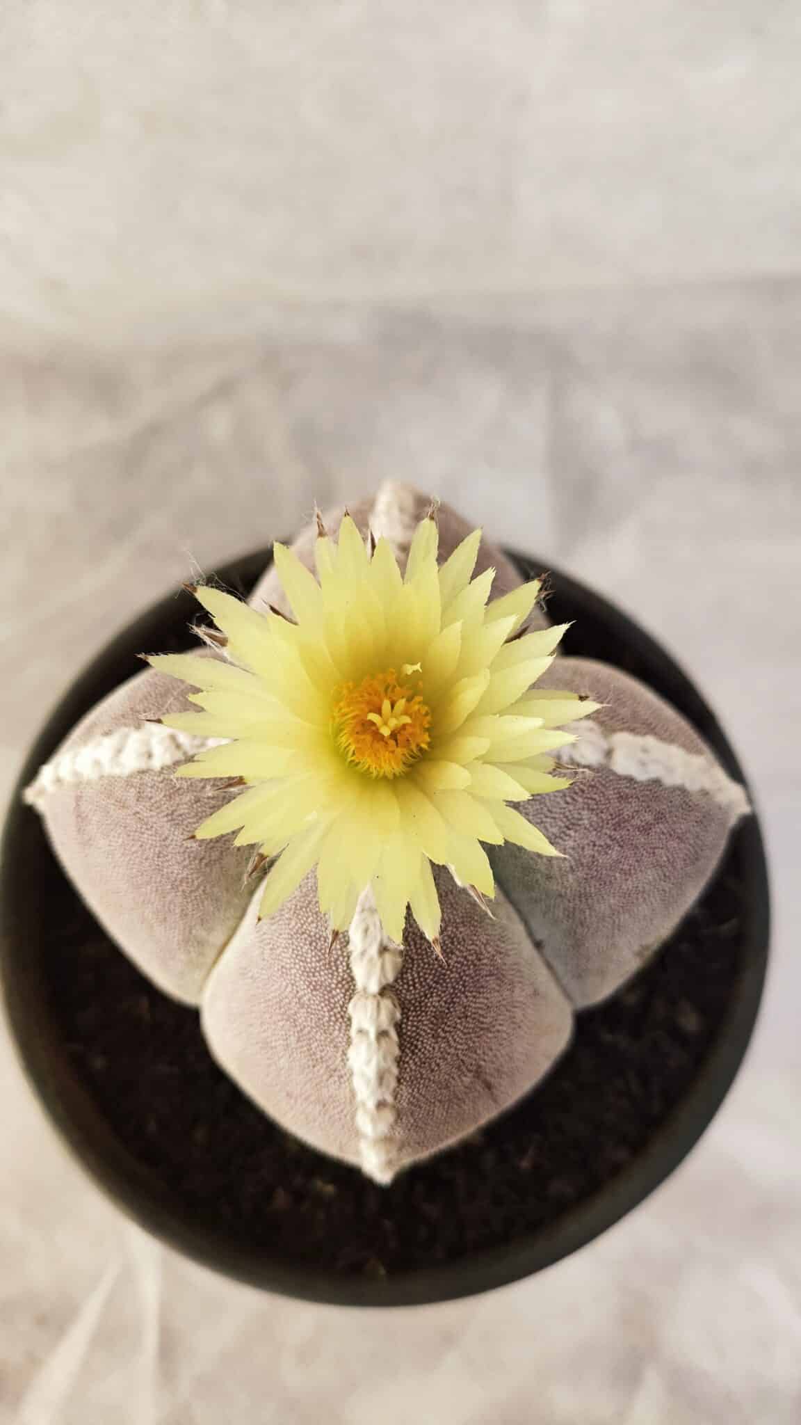 ASTROPHYTUM MYRIOSTIGMA "4 QUINAS" Nº 1066 – vaso 15 - foto 3