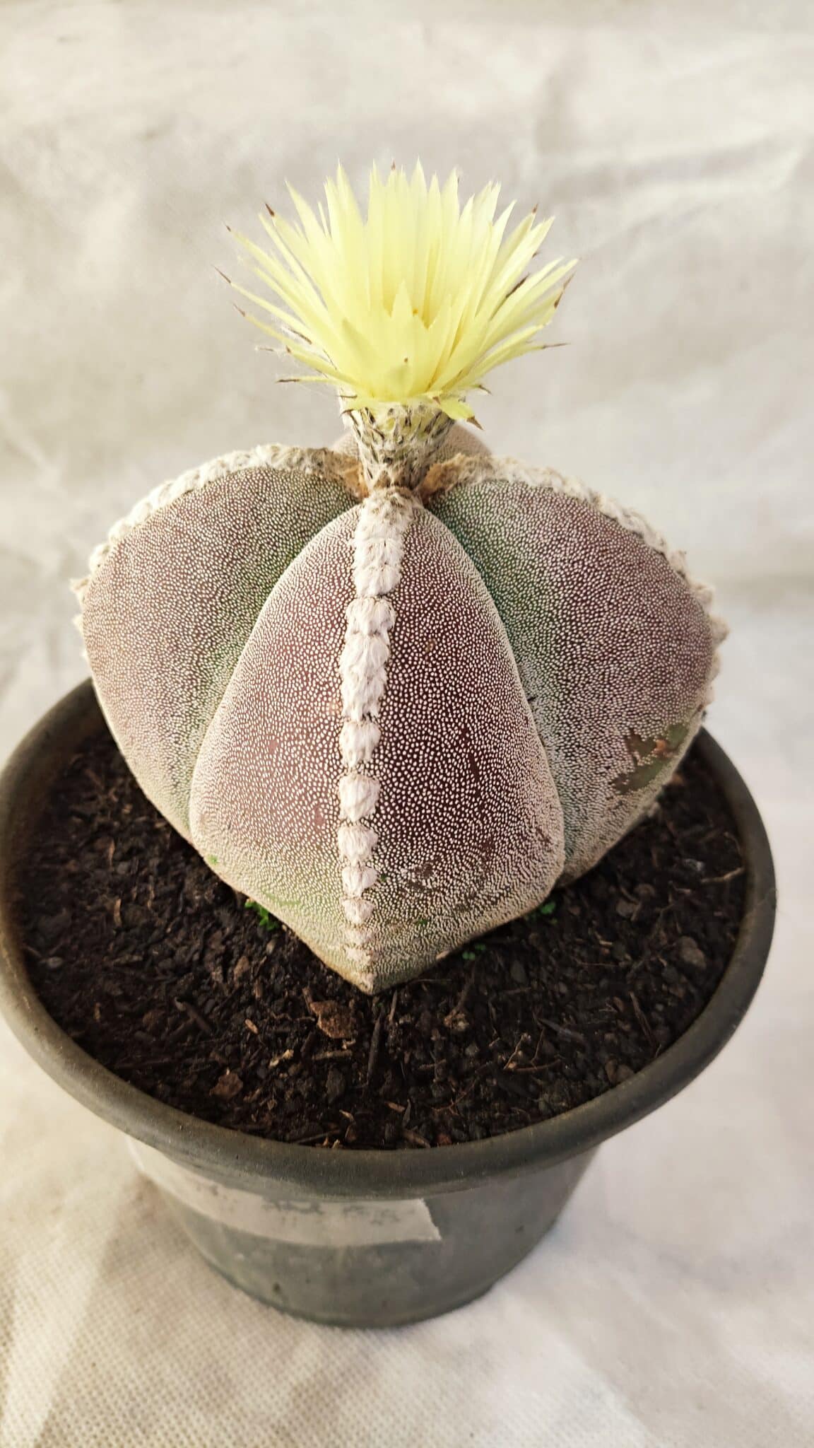 ASTROPHYTUM MYRIOSTIGMA "4 QUINAS" Nº 1066 – vaso 15 - foto 7