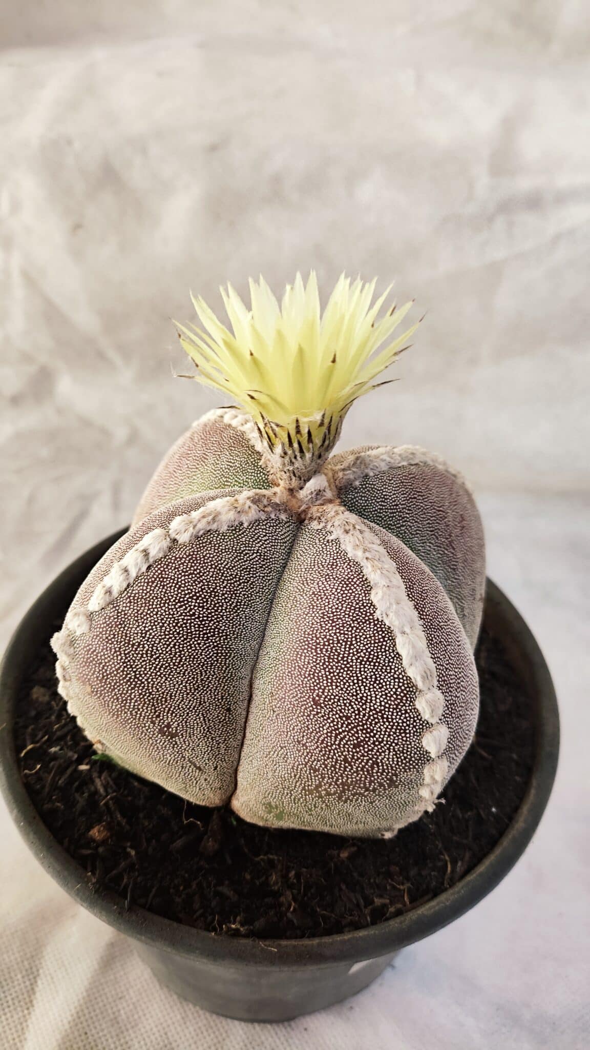 ASTROPHYTUM MYRIOSTIGMA "4 QUINAS" Nº 1066 – vaso 15 - foto 6