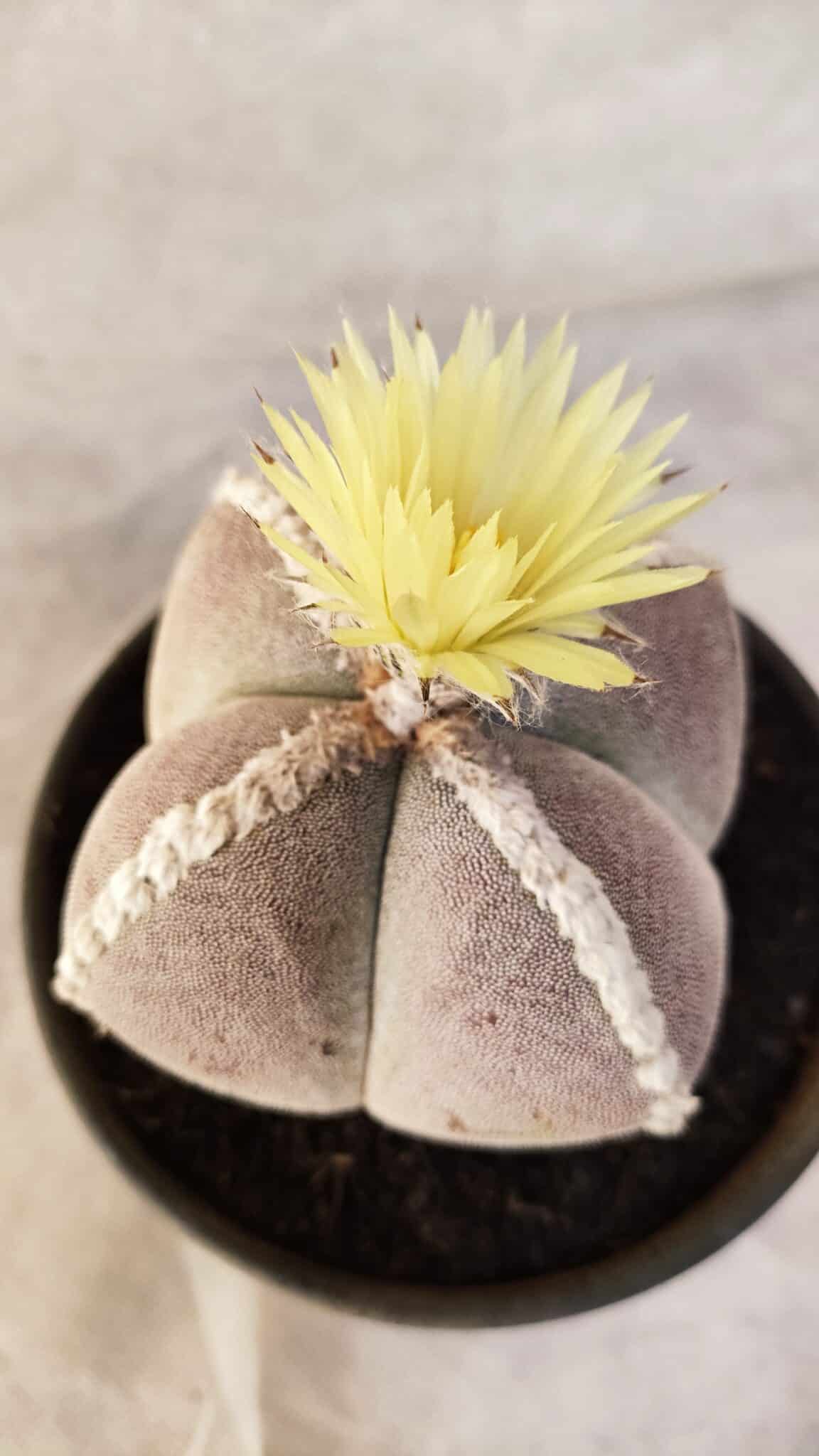 ASTROPHYTUM MYRIOSTIGMA "4 QUINAS" Nº 1066 – vaso 15 - foto 5
