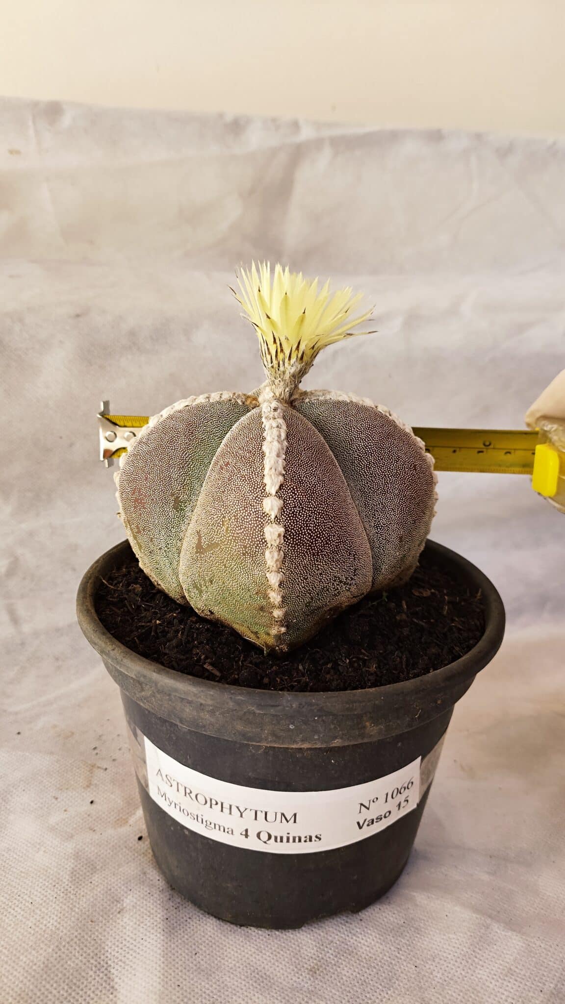 ASTROPHYTUM MYRIOSTIGMA "4 QUINAS" Nº 1066 – vaso 15 - foto 4