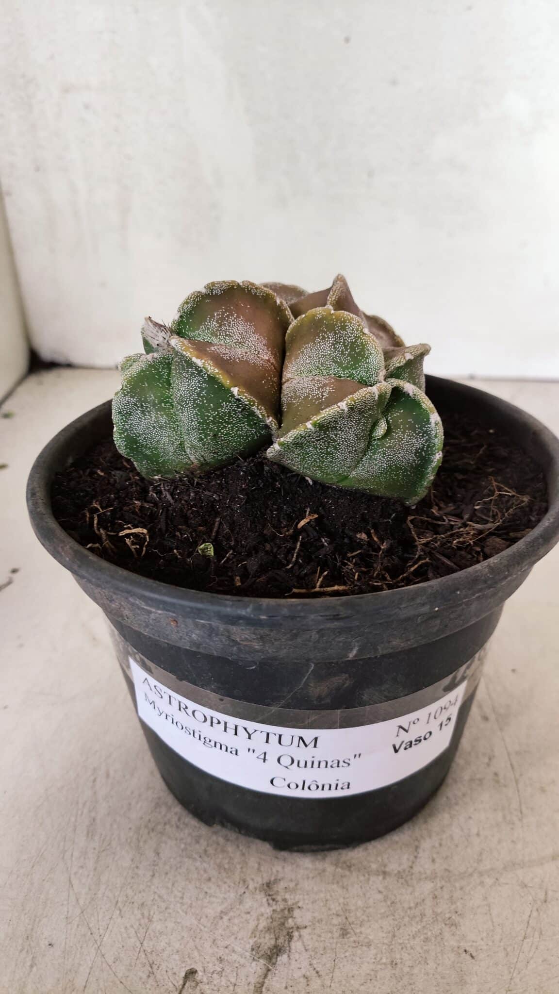 ASTROPHYTUM MYRIOSTIGMA "4 QUINAS - Colonia" Nº 1094 – vaso 15 - foto 2